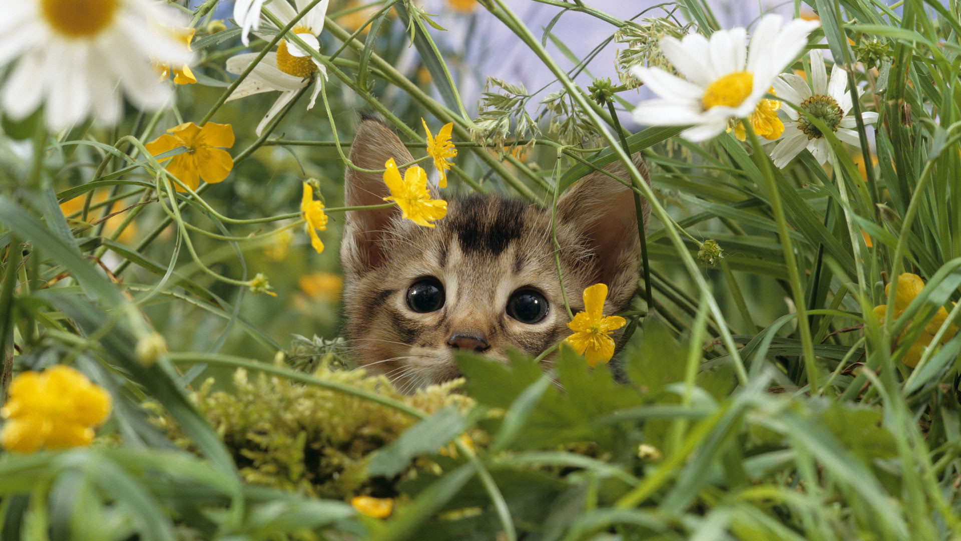 1920x1080 hd pics photos cute kitten in garden flowers hd quality desktop background  wallpaper