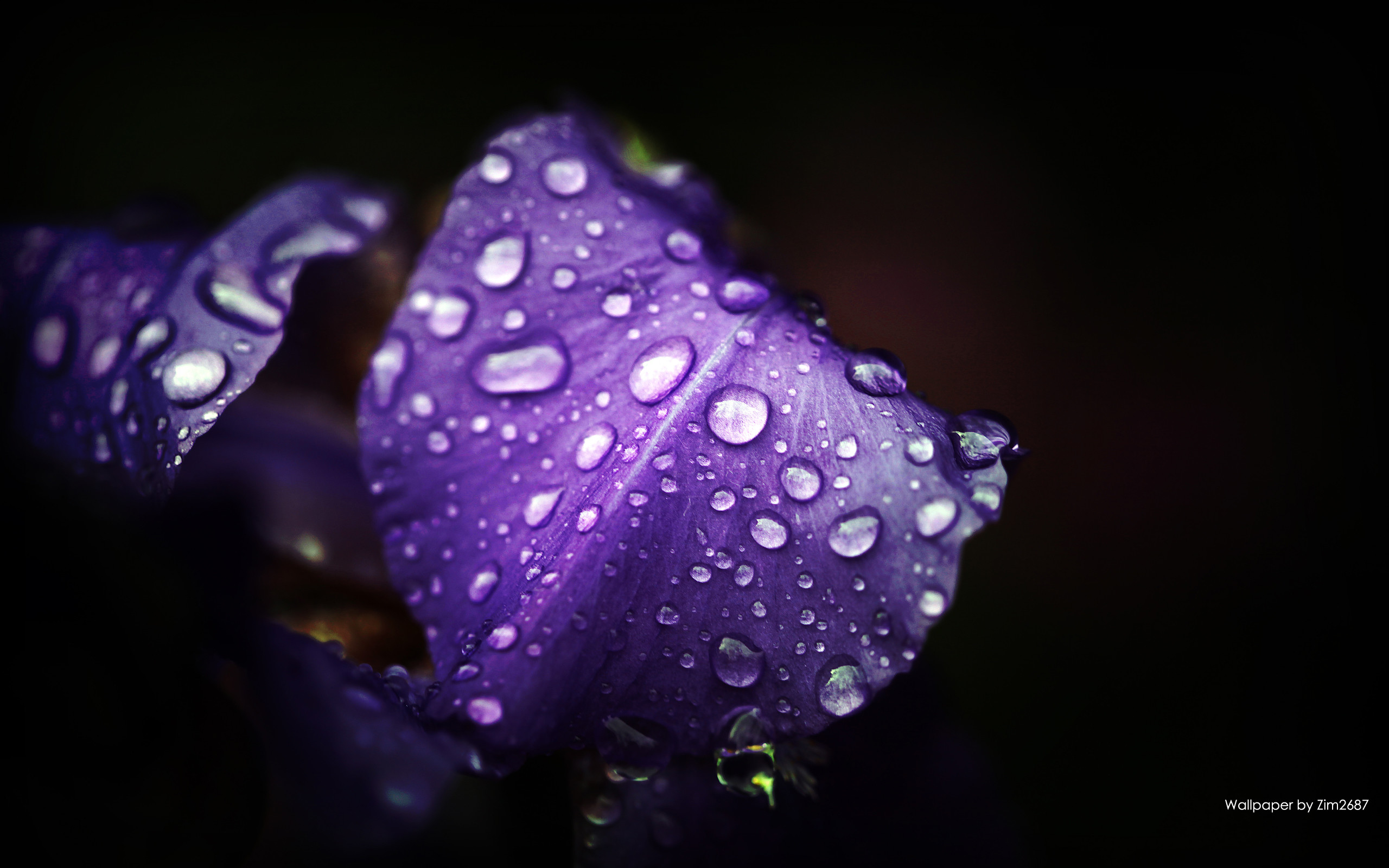 2560x1600 Violet wallpapers and stock photos