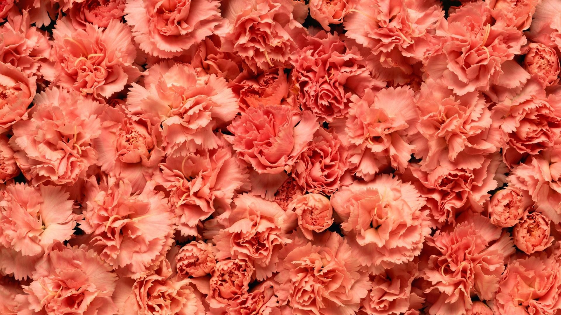 750 Carnation Pictures  Download Free Images on Unsplash