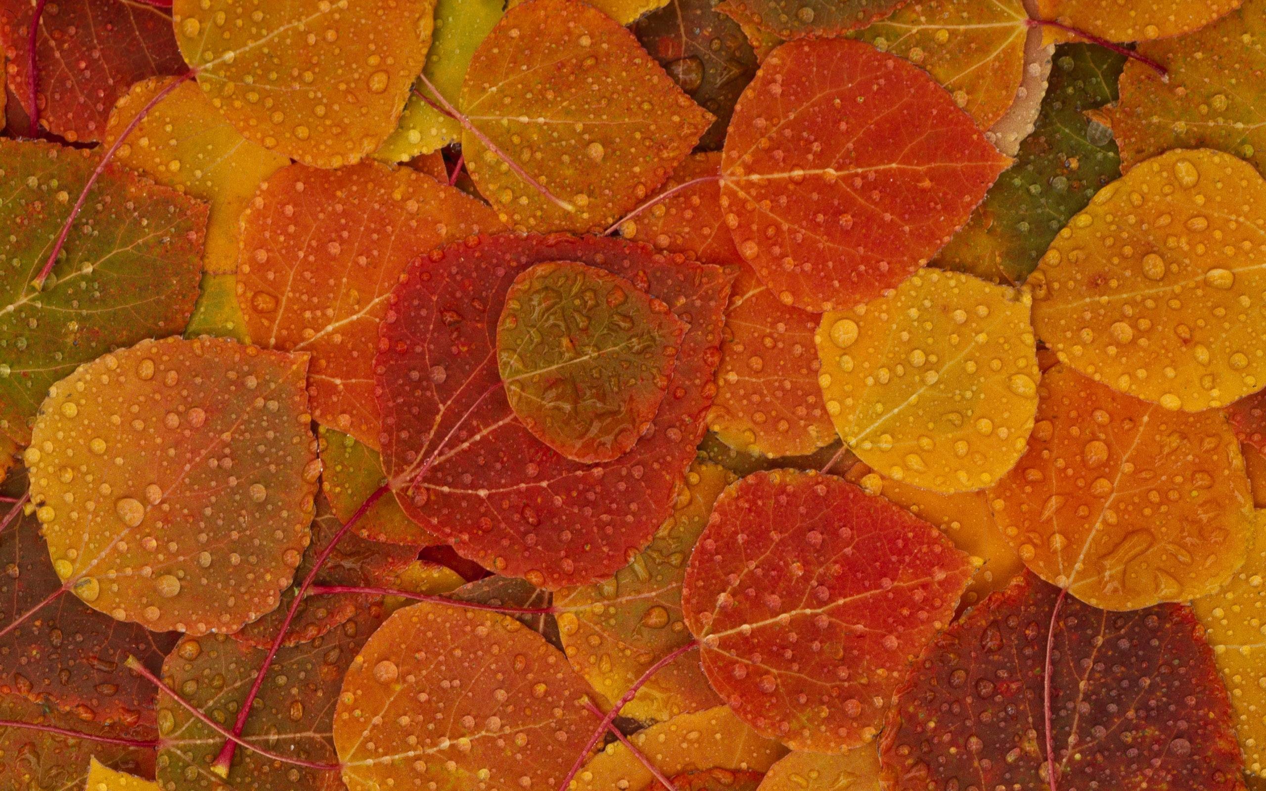 2560x1600 Wallpapers For > Autumn Falling Leaves Wallpaper Hd