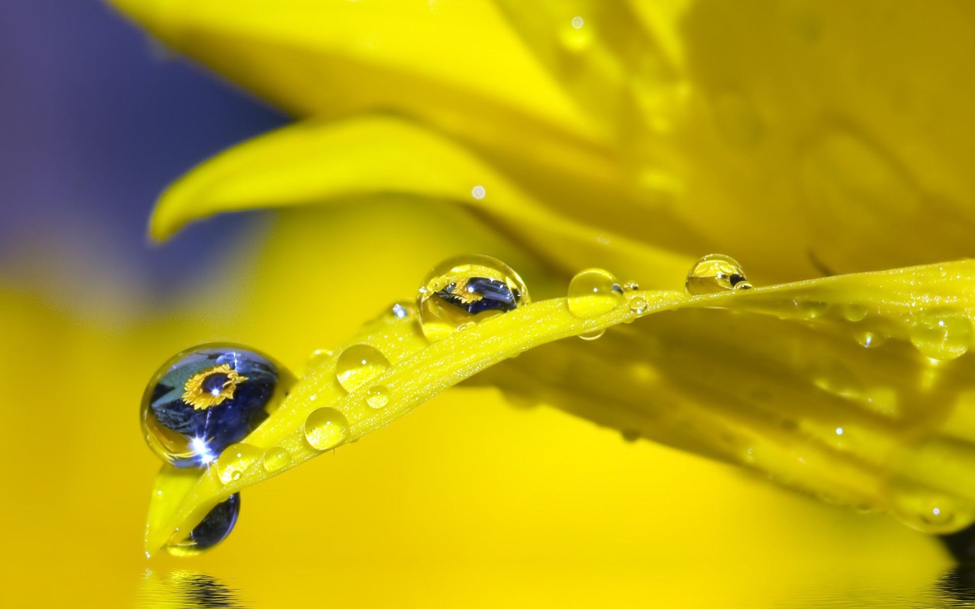 1920x1200 Water Drop HD Wallpaper | Background Image |  | ID:407206 -  Wallpaper Abyss