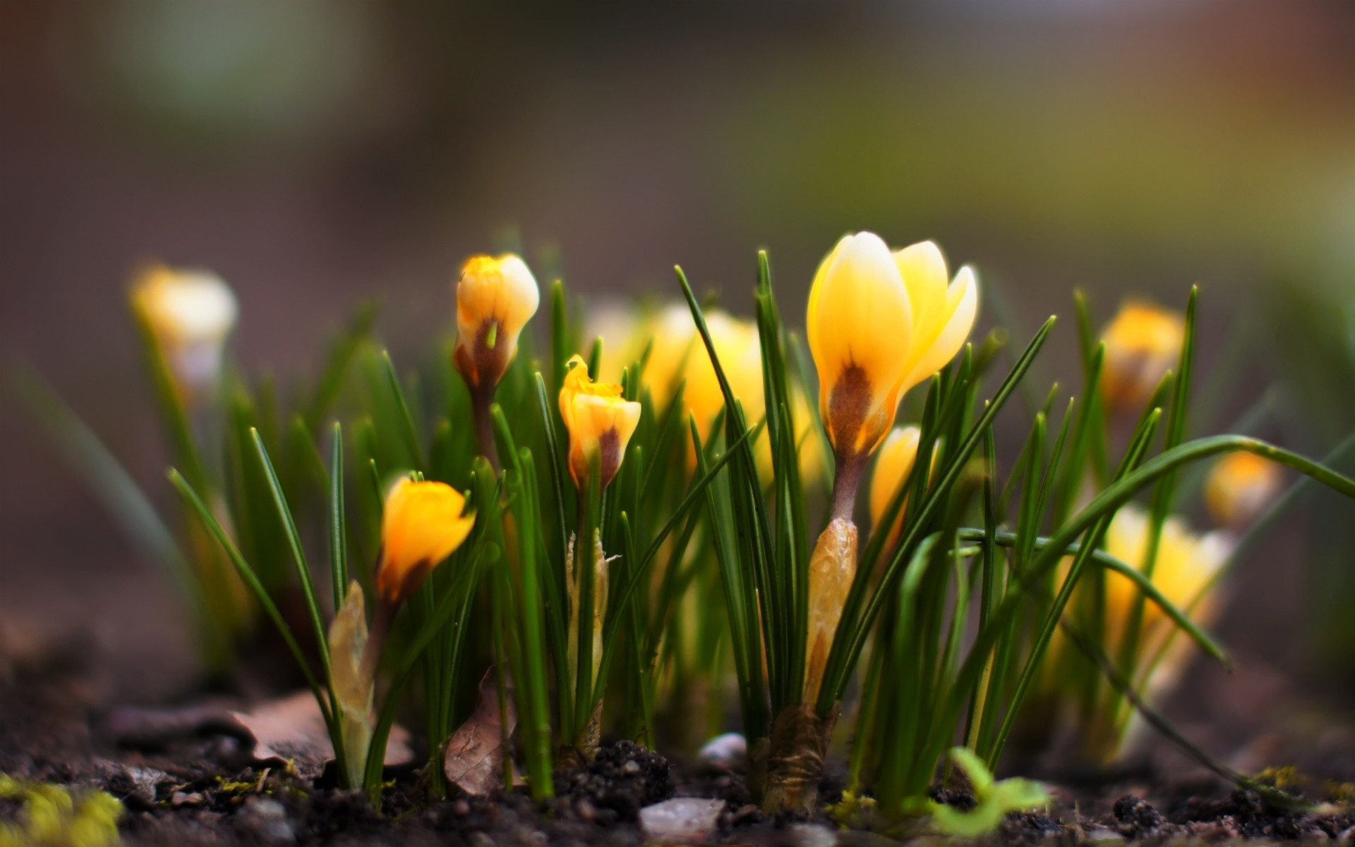 1920x1200 spring flowers wallpaper backgrounds #924130