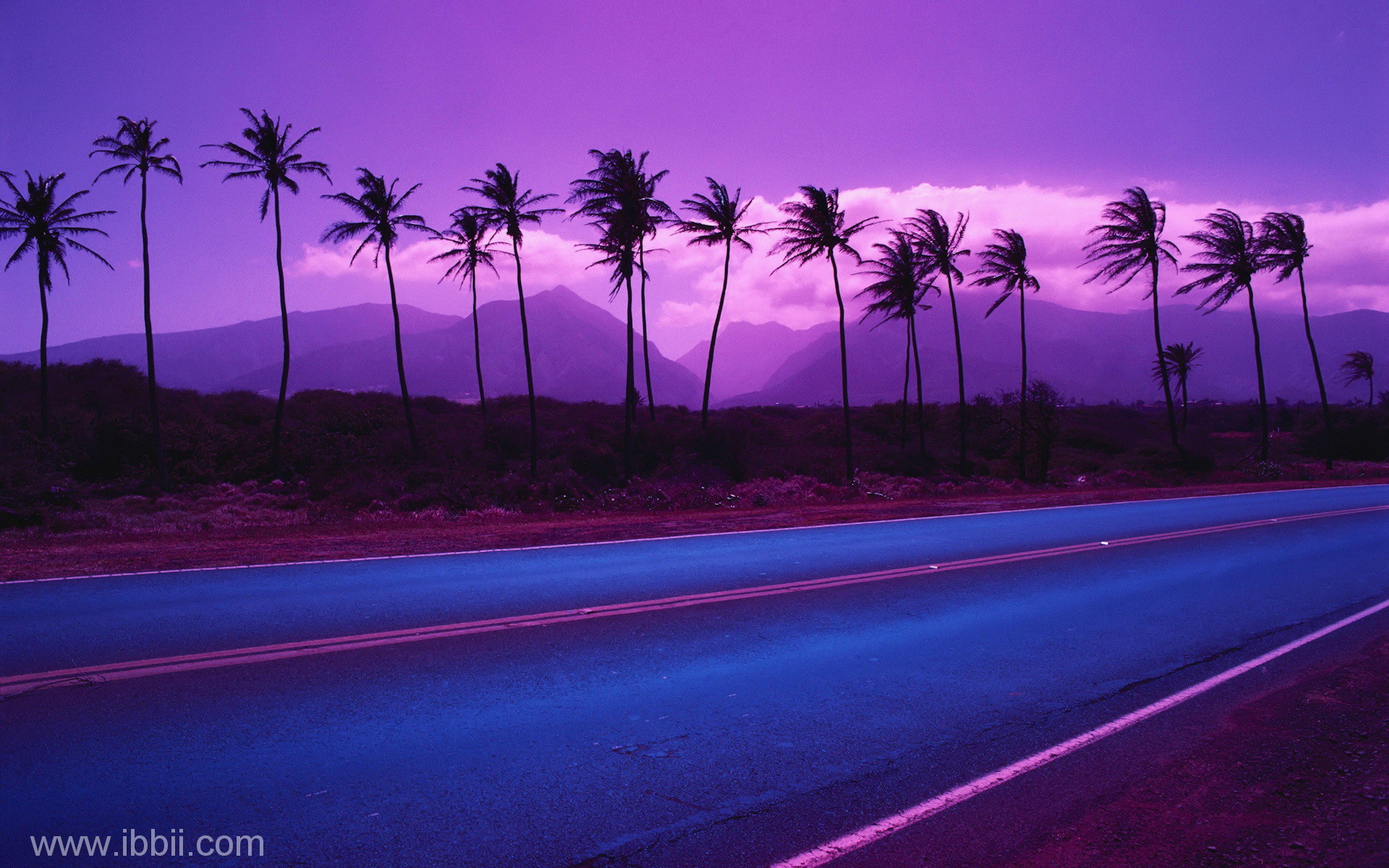 1920x1200 Palm Trees Lining Highway - - Rights Managed - Stock Photo - Corbis