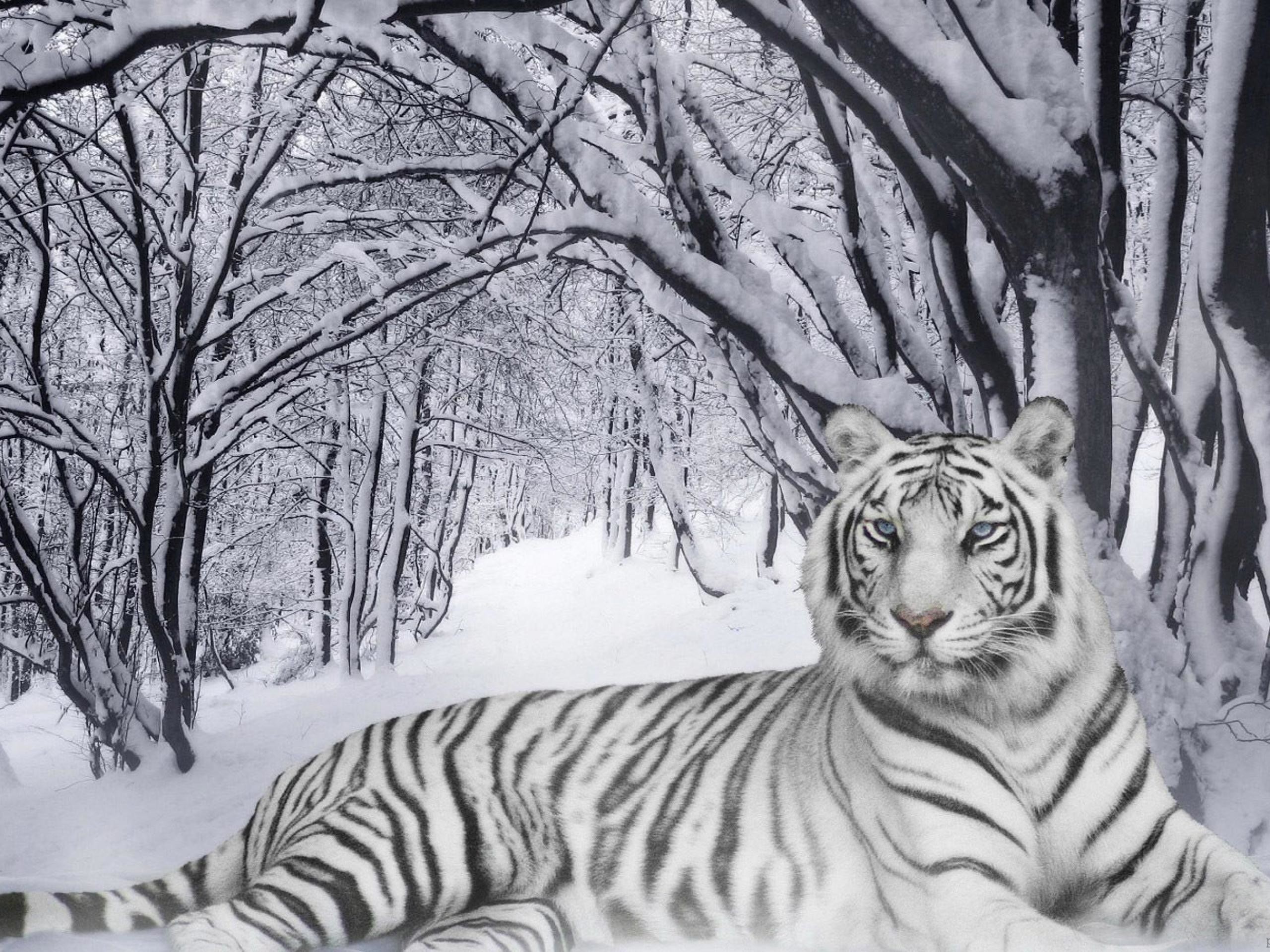 2560x1920 Tiger Wallpaper Free: White Tiger Wallpapers #3035 |.Ssofc