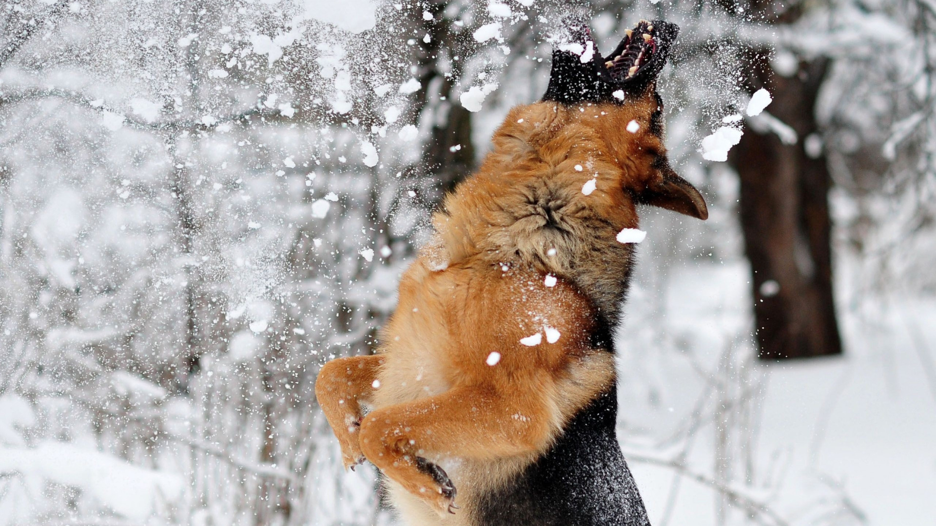 1920x1080  Wallpaper german shepherd, dog, snow, jump, game