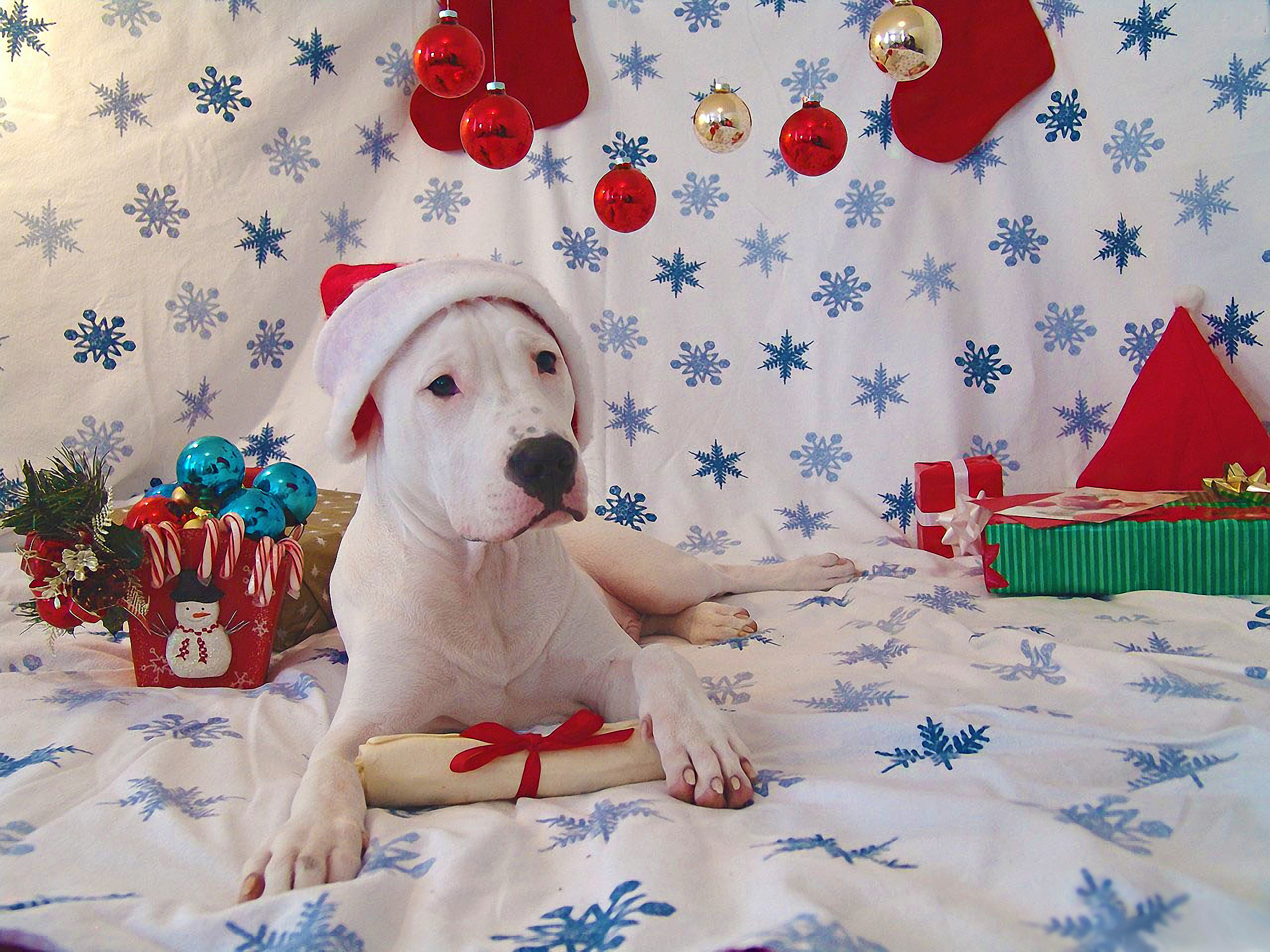 2280x1710 Cute charming funny festive images of the Dogo Argentino 