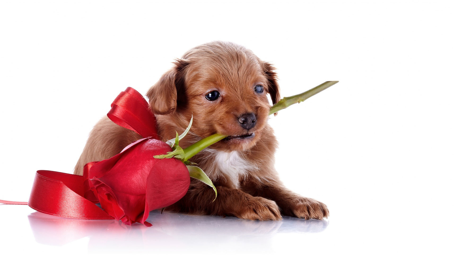 1920x1080 hd pics photos cute small valentine puppy rose flower love romantic hd  quality desktop background wallpaper