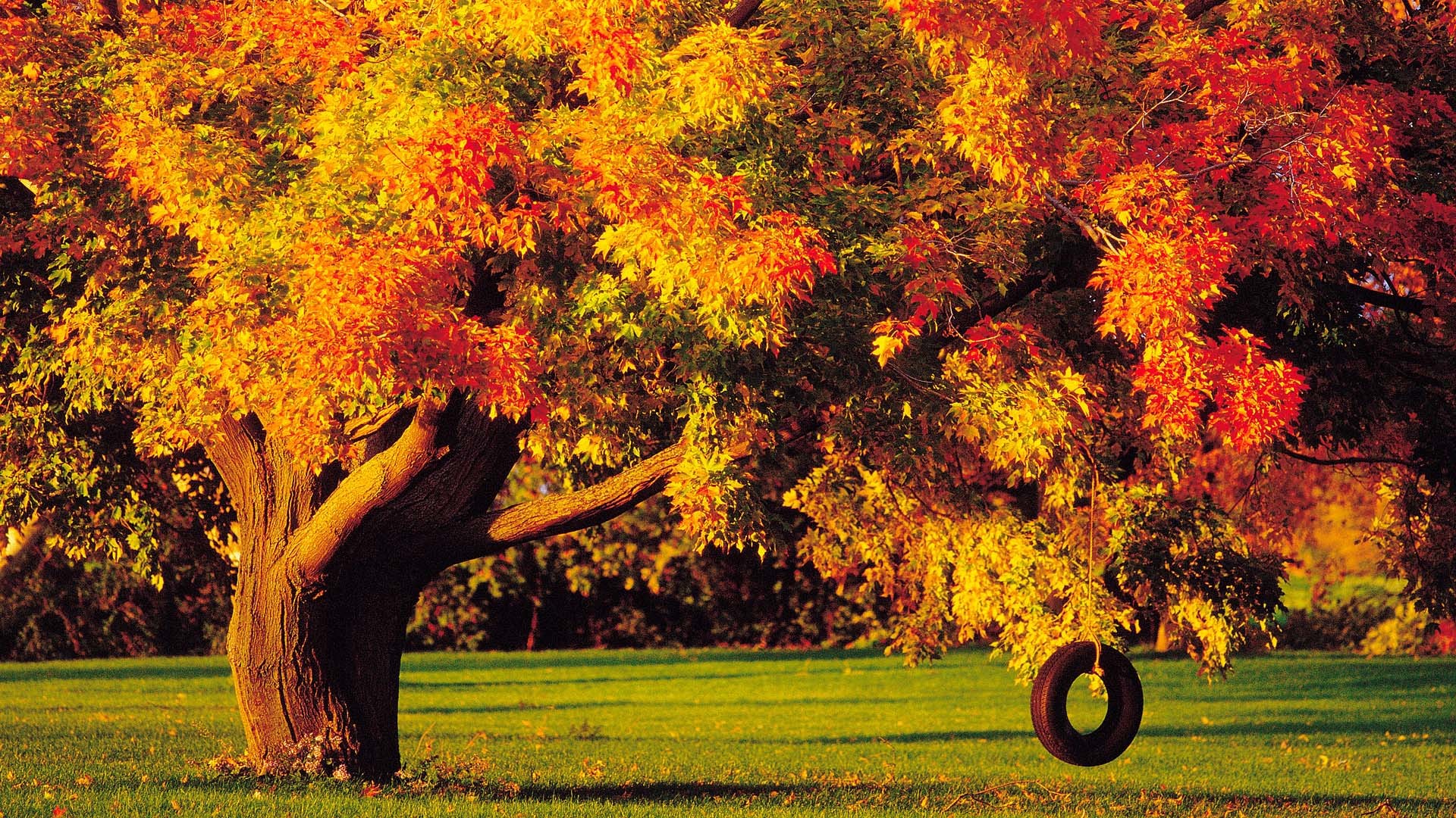 1920x1080 Earth - Tree Earth Fall Foliage Swing Tire Rope Wallpaper