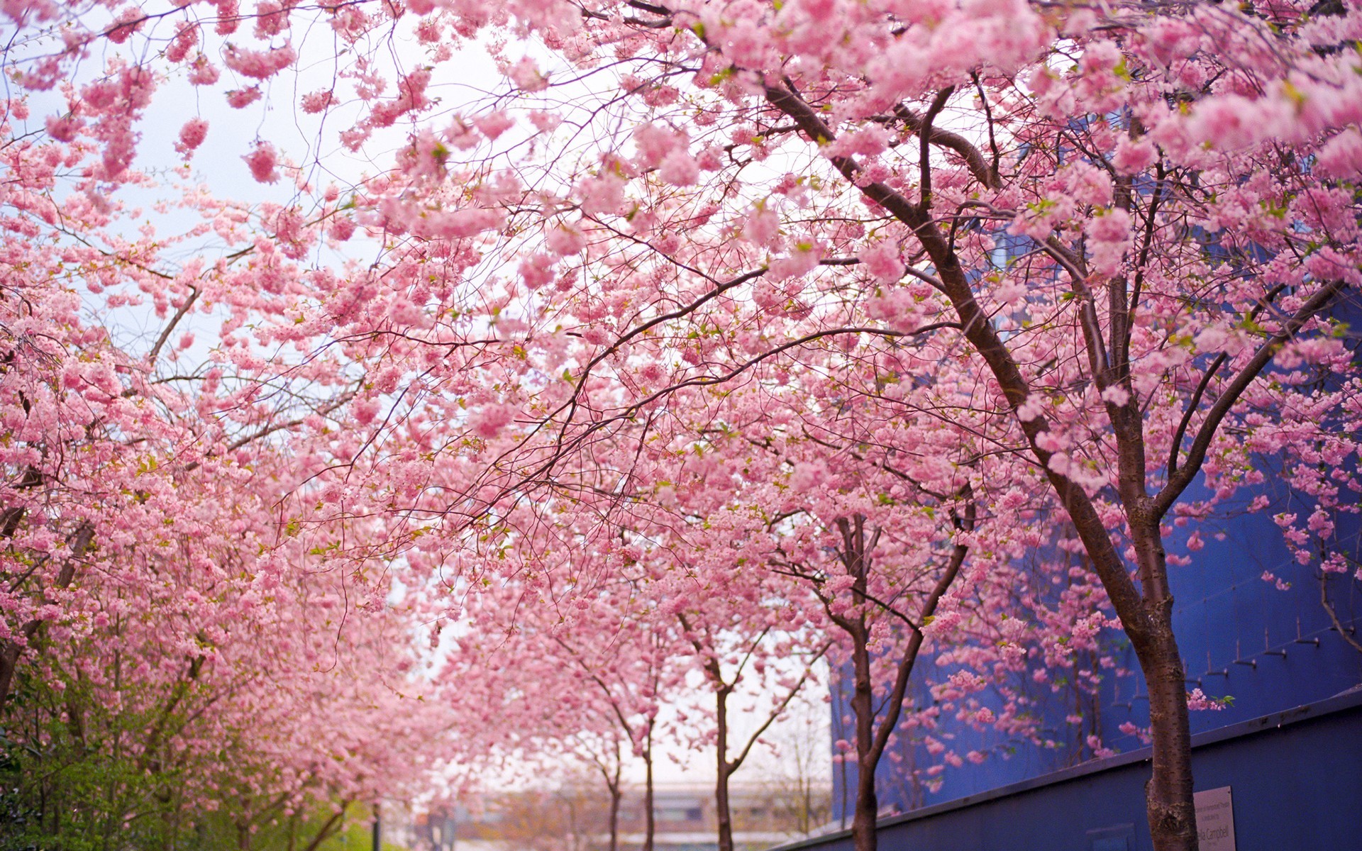 1920x1200 Cherry Blossom Tree Painting