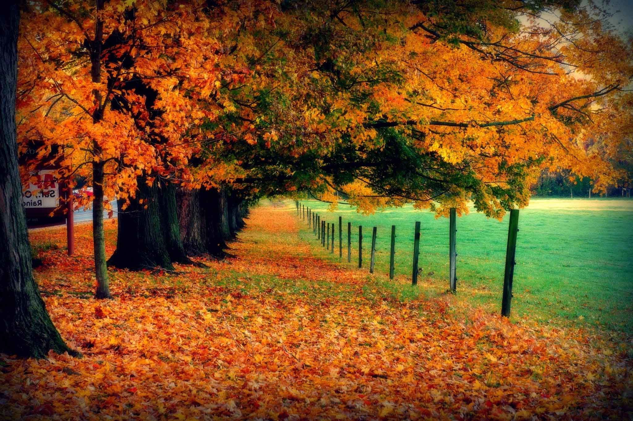 2048x1362 Leaves Nature Fall Landscape Tree Forest Autumn Mac Background