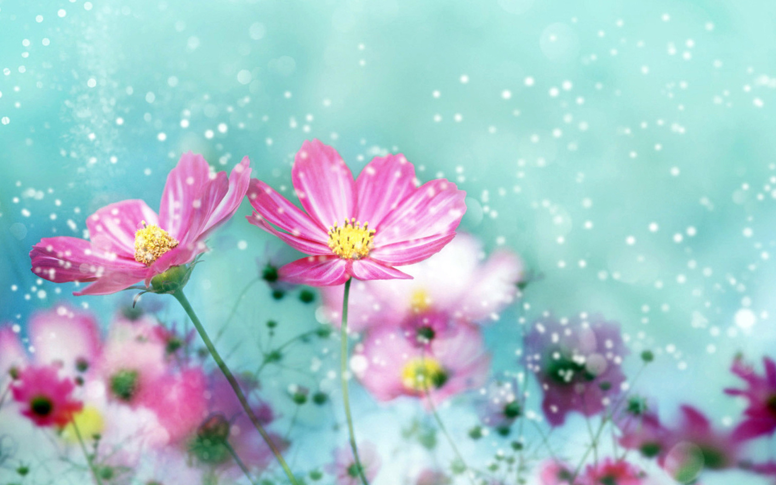 2560x1600 most beautiful nature flower pics HD wallpaper