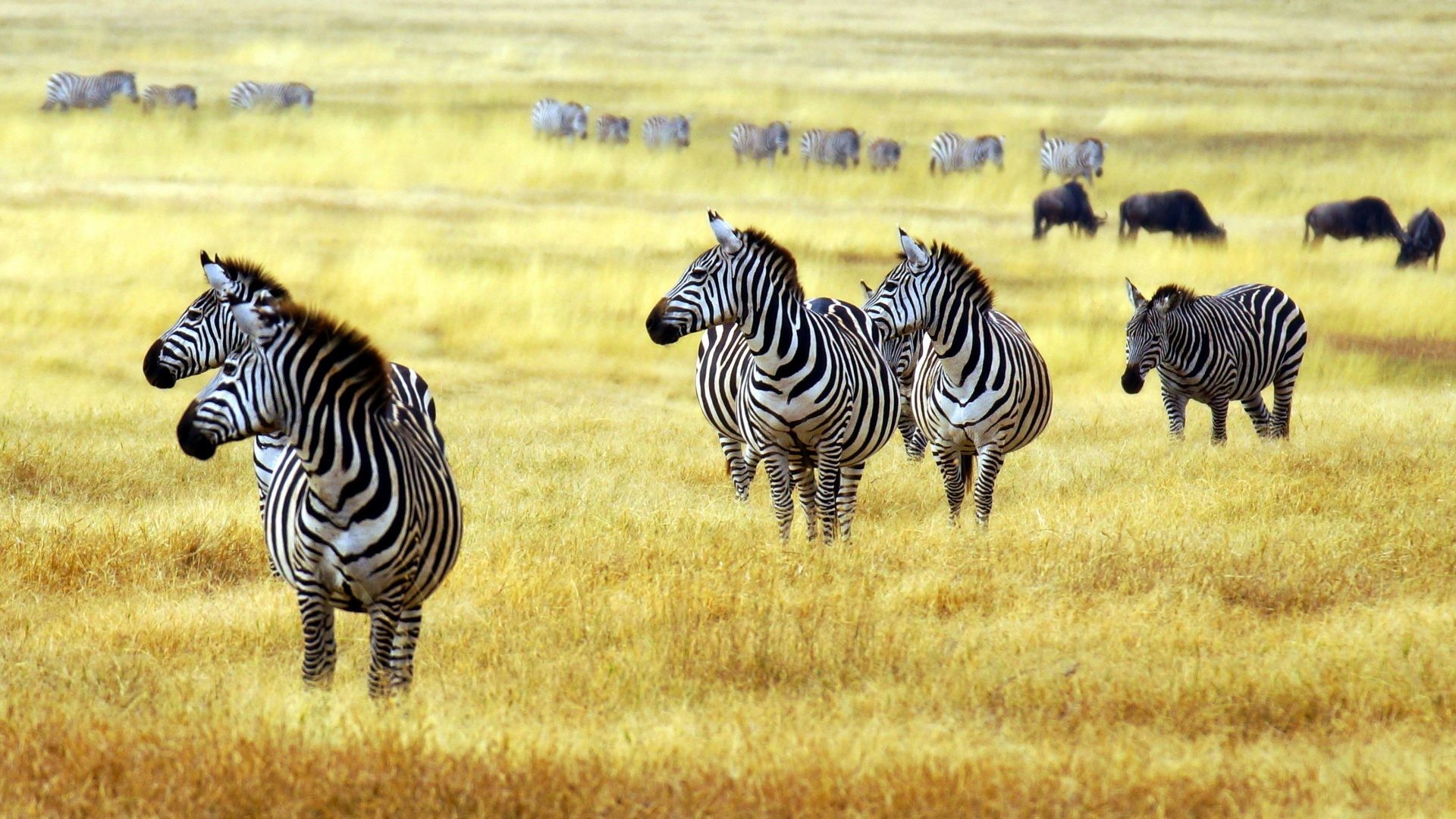 1920x1080 Animals - Artiodactyl Animals Grass Zebra Funny Wallpapers Download for HD  16:9 High Definition