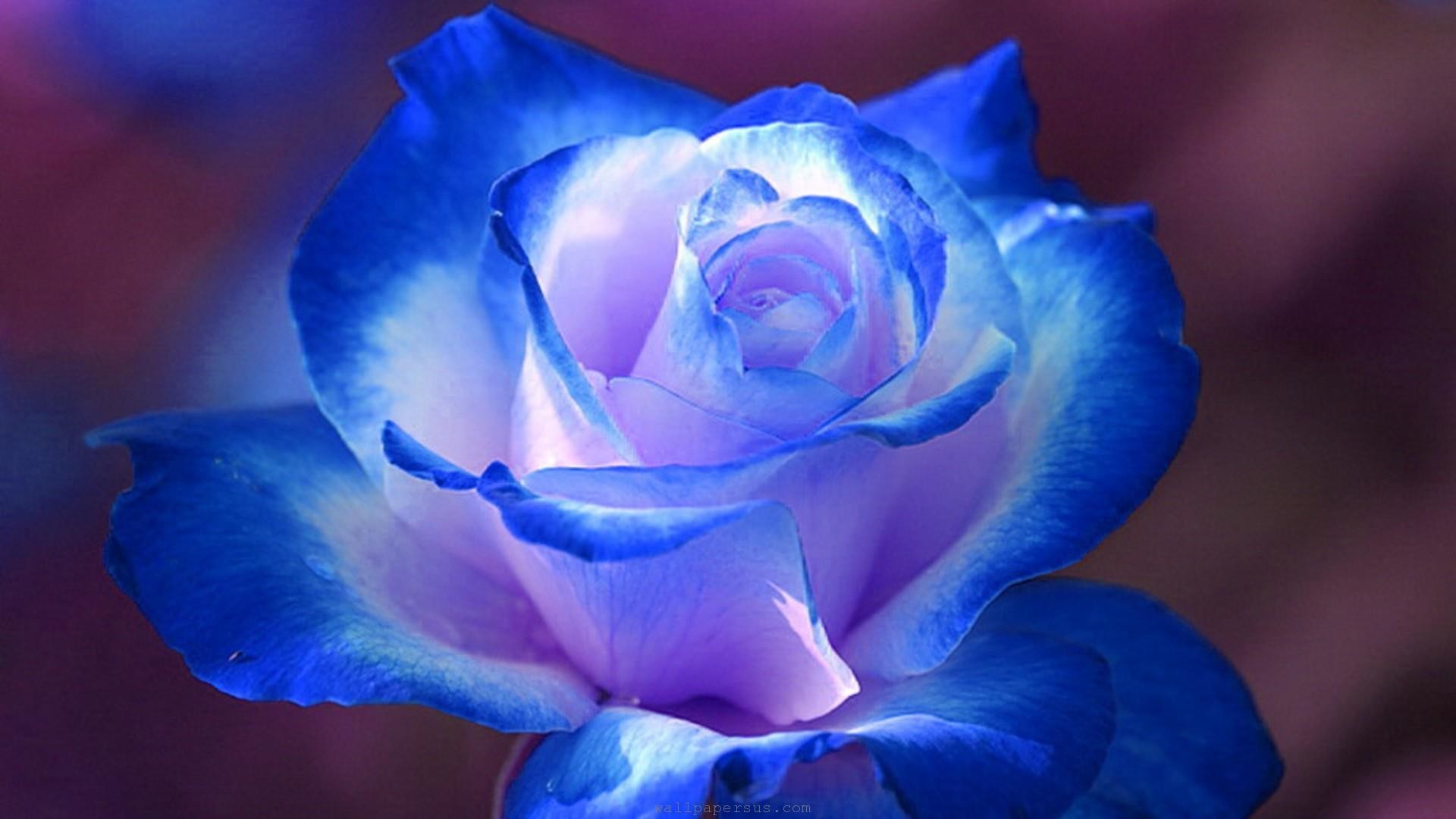 1920x1080 Elegant Blue & White Rose. [Desktop wallpaper ]