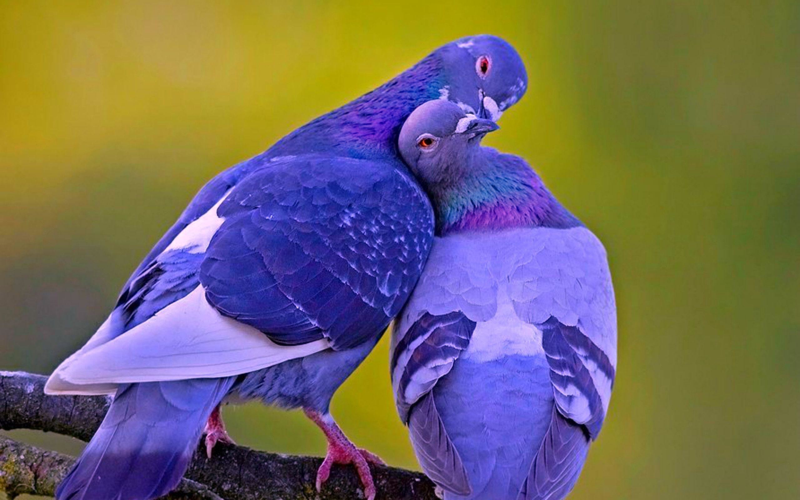 2560x1600  Wallpapers For > Beautiful Love Birds Wallpapers
