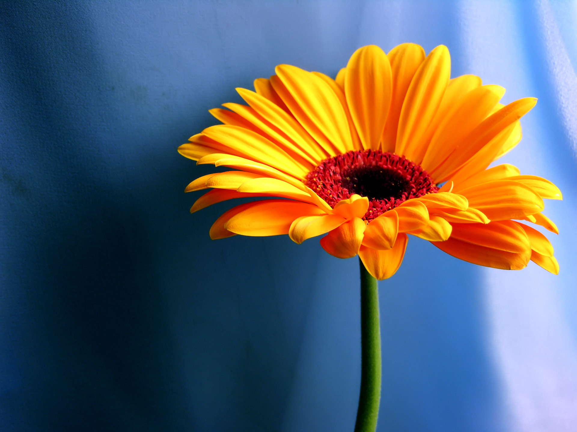 1920x1440 Full HD 1080p Orange Flower Desktop Wallpaper
