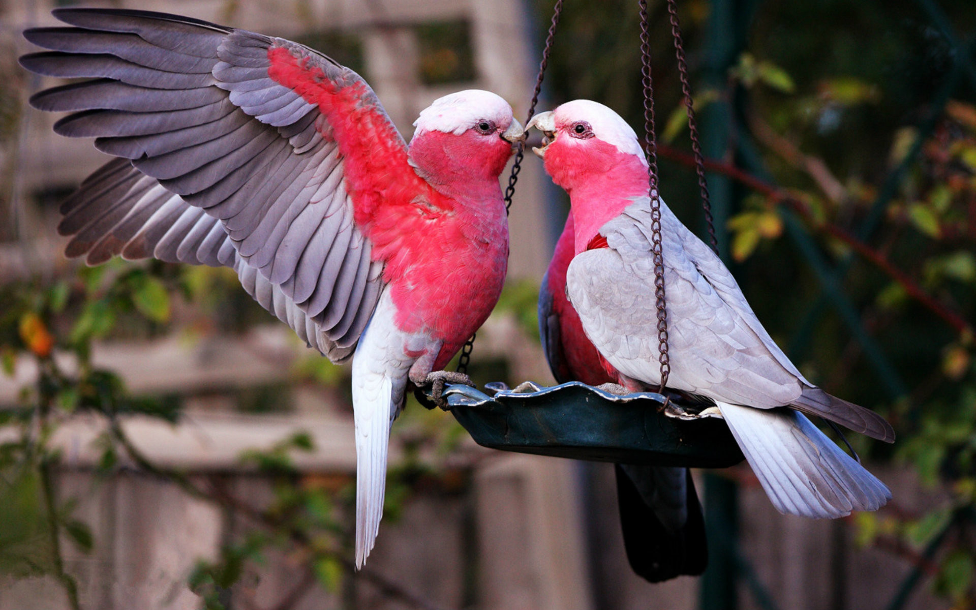 1920x1200 Amazing-Cute-love-birds-wallpapers-Photos-pics-images- ...