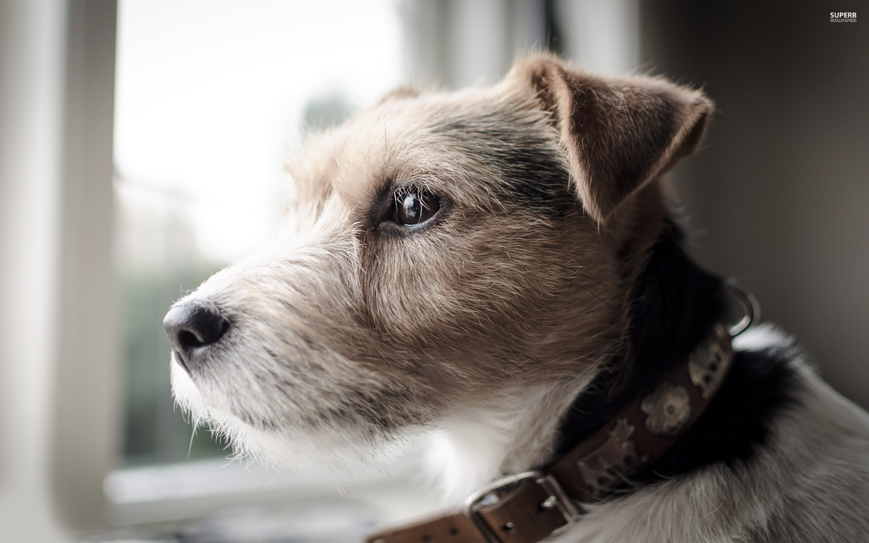 2880x1800 Best Photo Parson Russell Terrier HD Wallpapers - Parson Russell Terrier