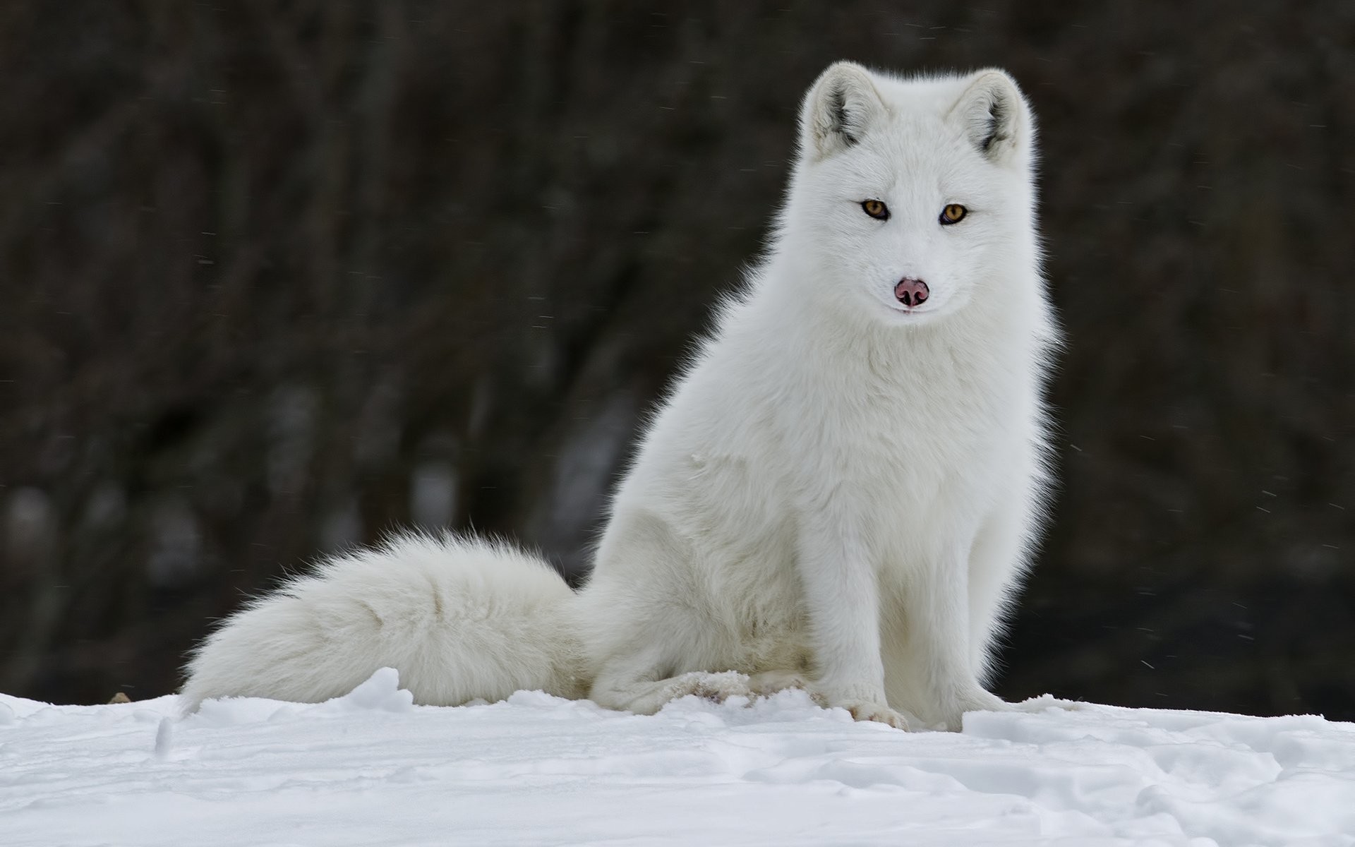 1920x1200 Arctic Fox Polar Fox Â· HD Wallpaper | Background ID:516088