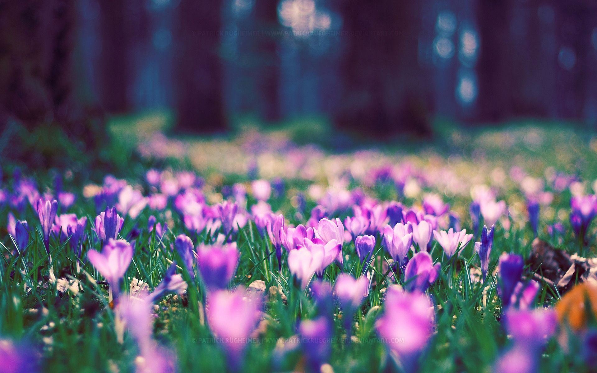1920x1200 Spring Flowers Wallpapers | HD Wallpapers Early