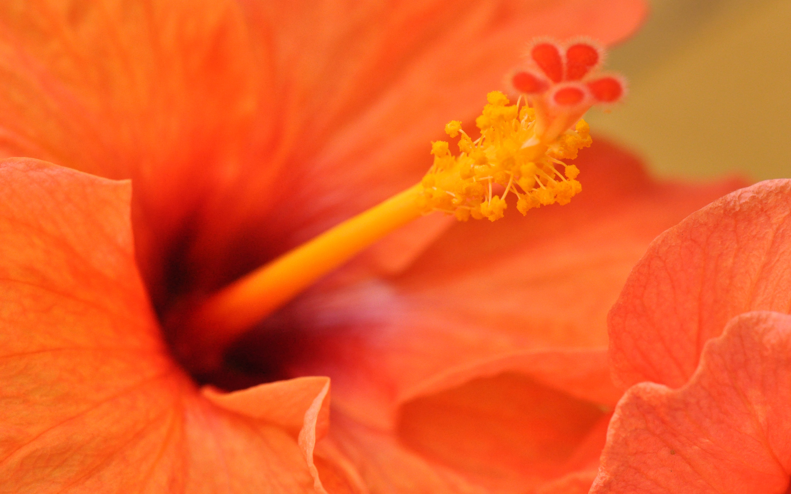 2560x1600 Orange Hibiscus Flower