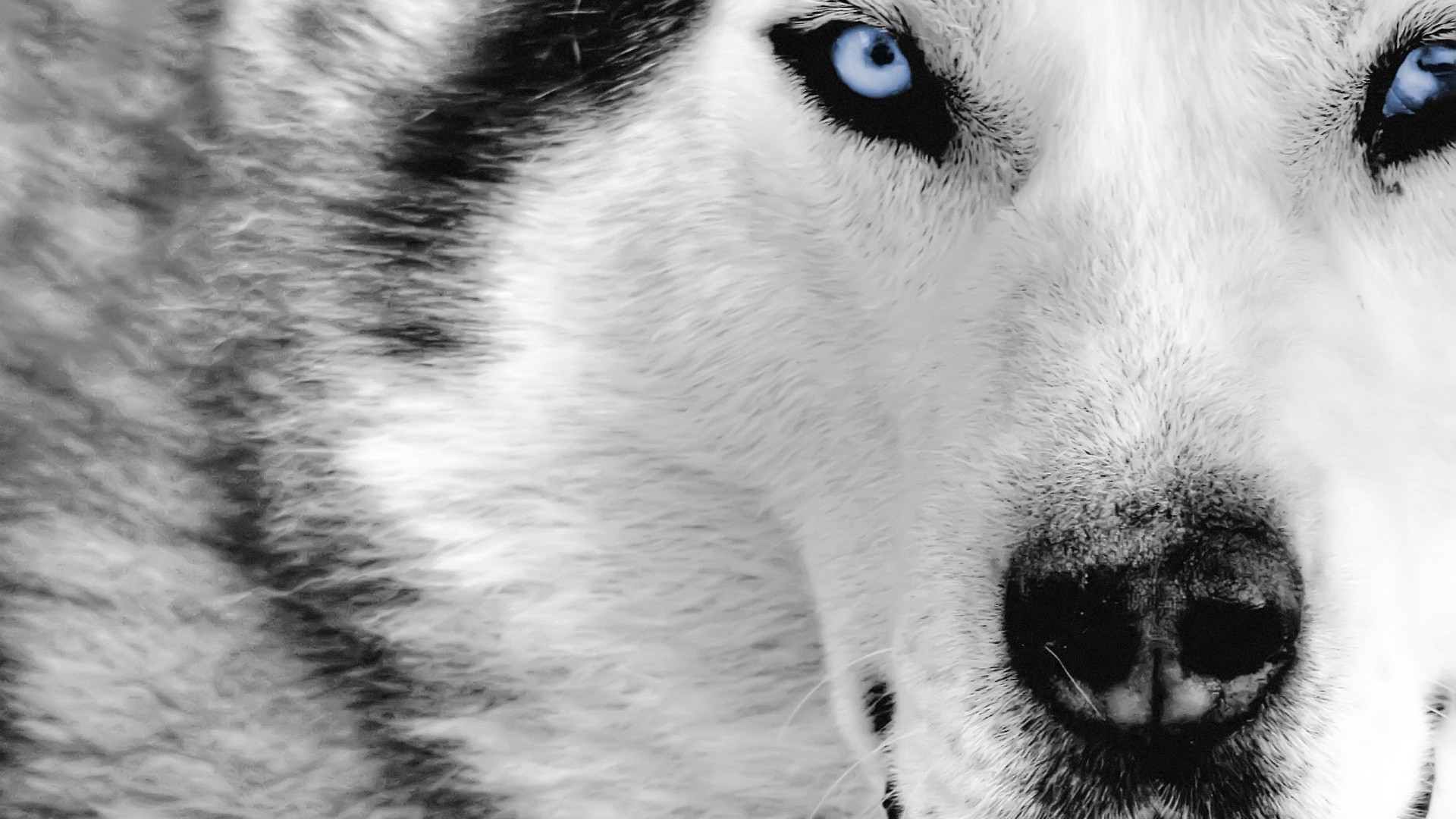 1920x1080 Wolf Wallpapers Picture
