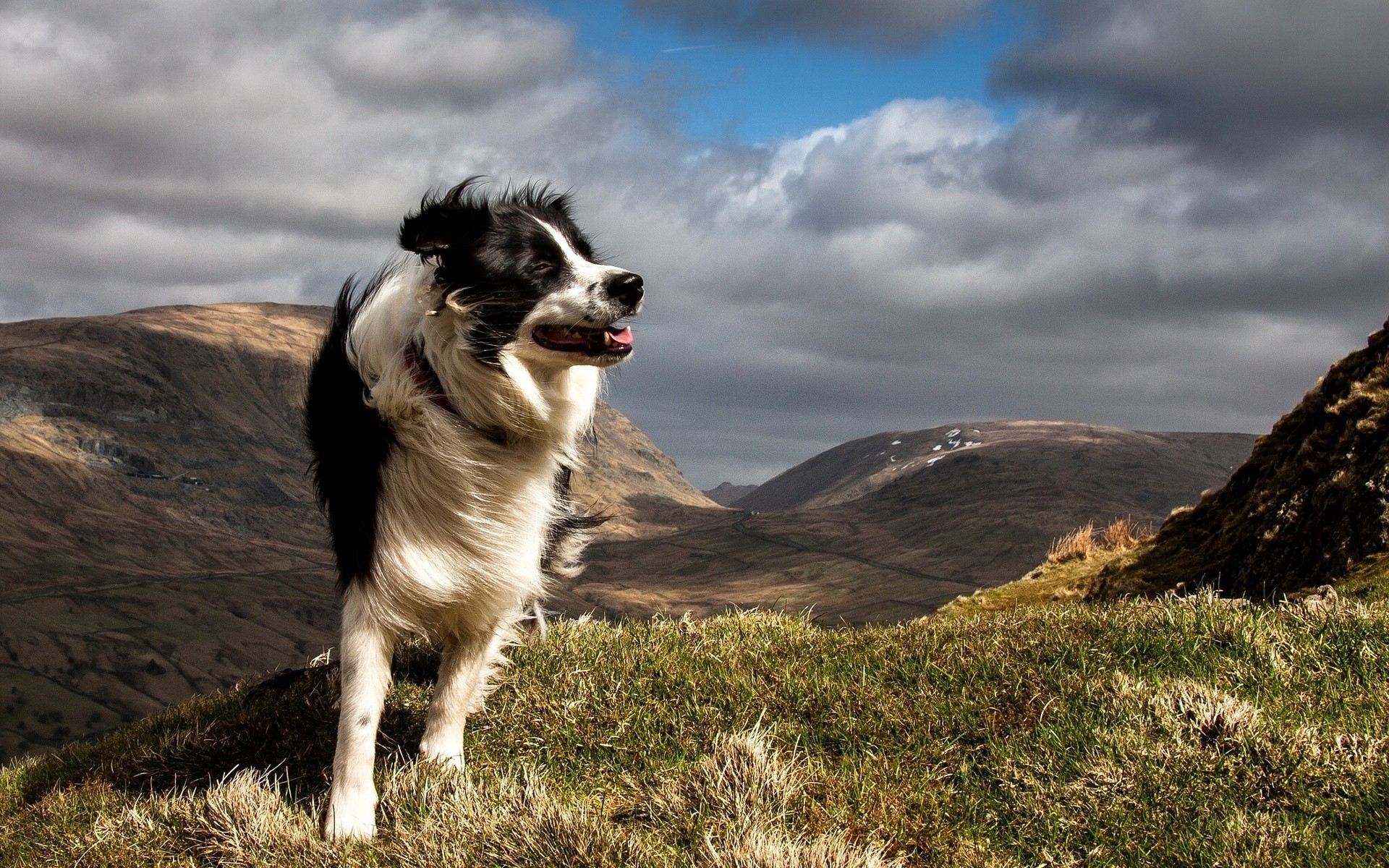 1920x1200 dog, Animals, Nature, Landscape, Windy, Border Collie Wallpapers HD /  Desktop and Mobile Backgrounds