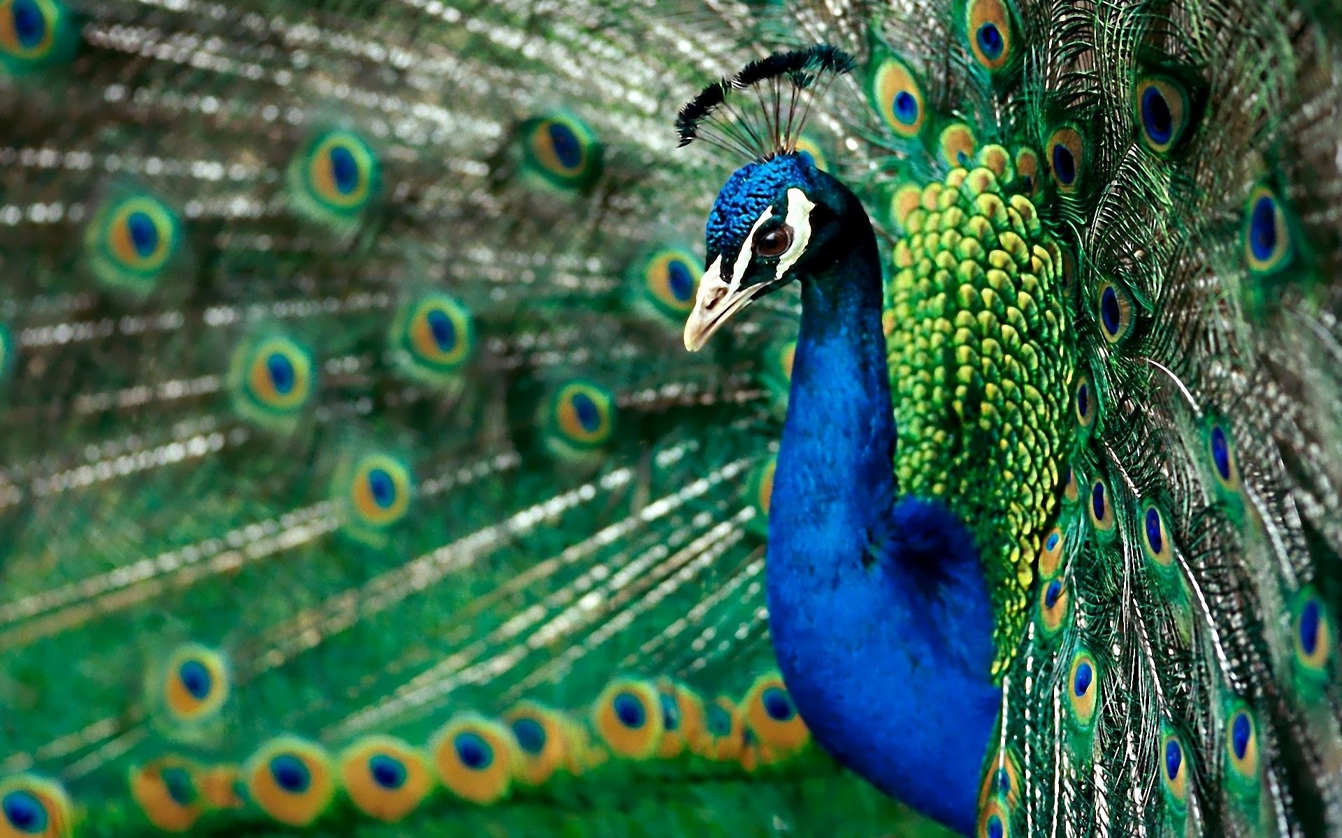 1920x1200 Peacocks images Peacock HD wallpaper and background photos