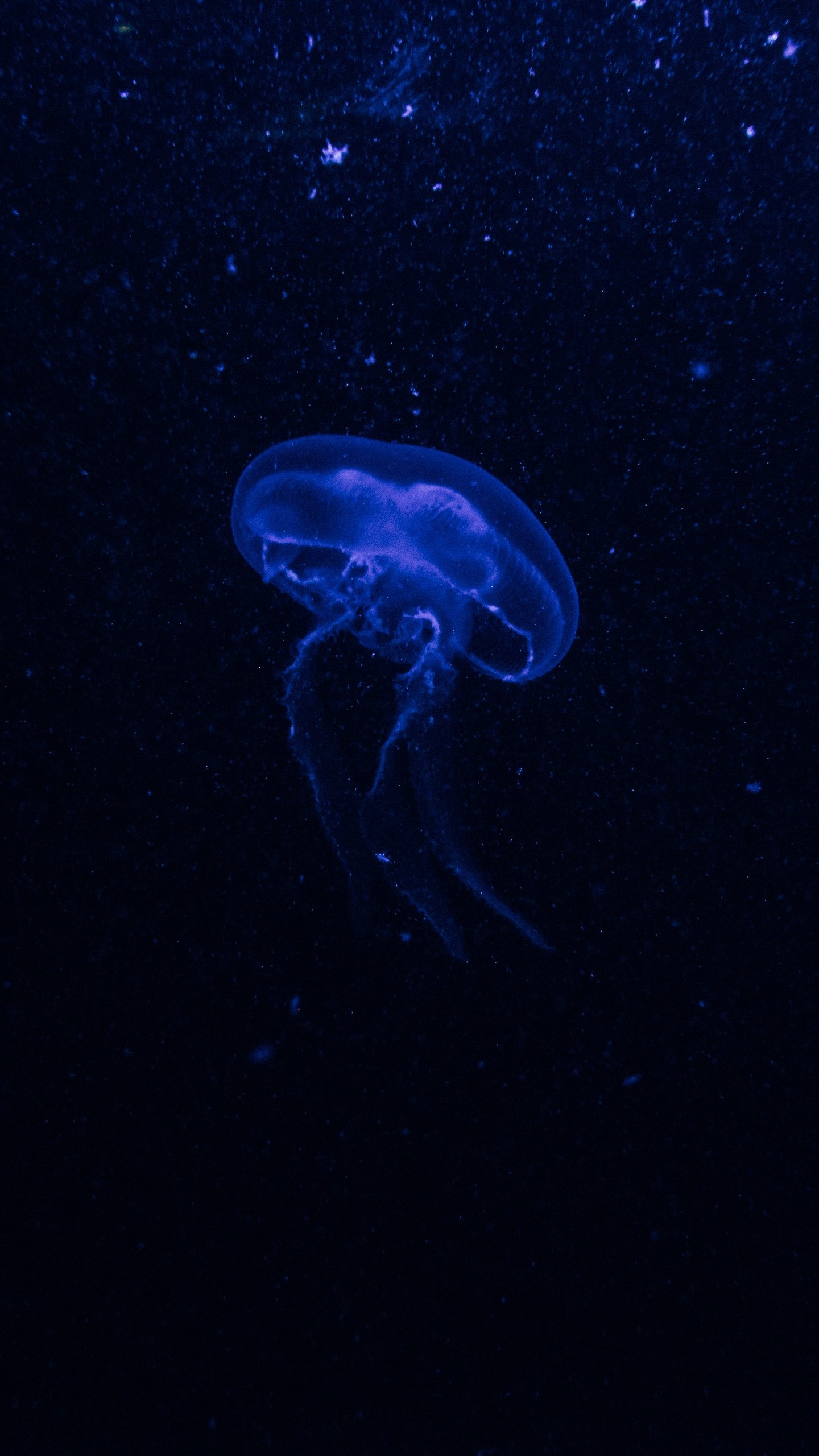 1440x2560  Wallpaper jellyfish, underwater world, glow, phosphorus, hydro- jellyfish, dark