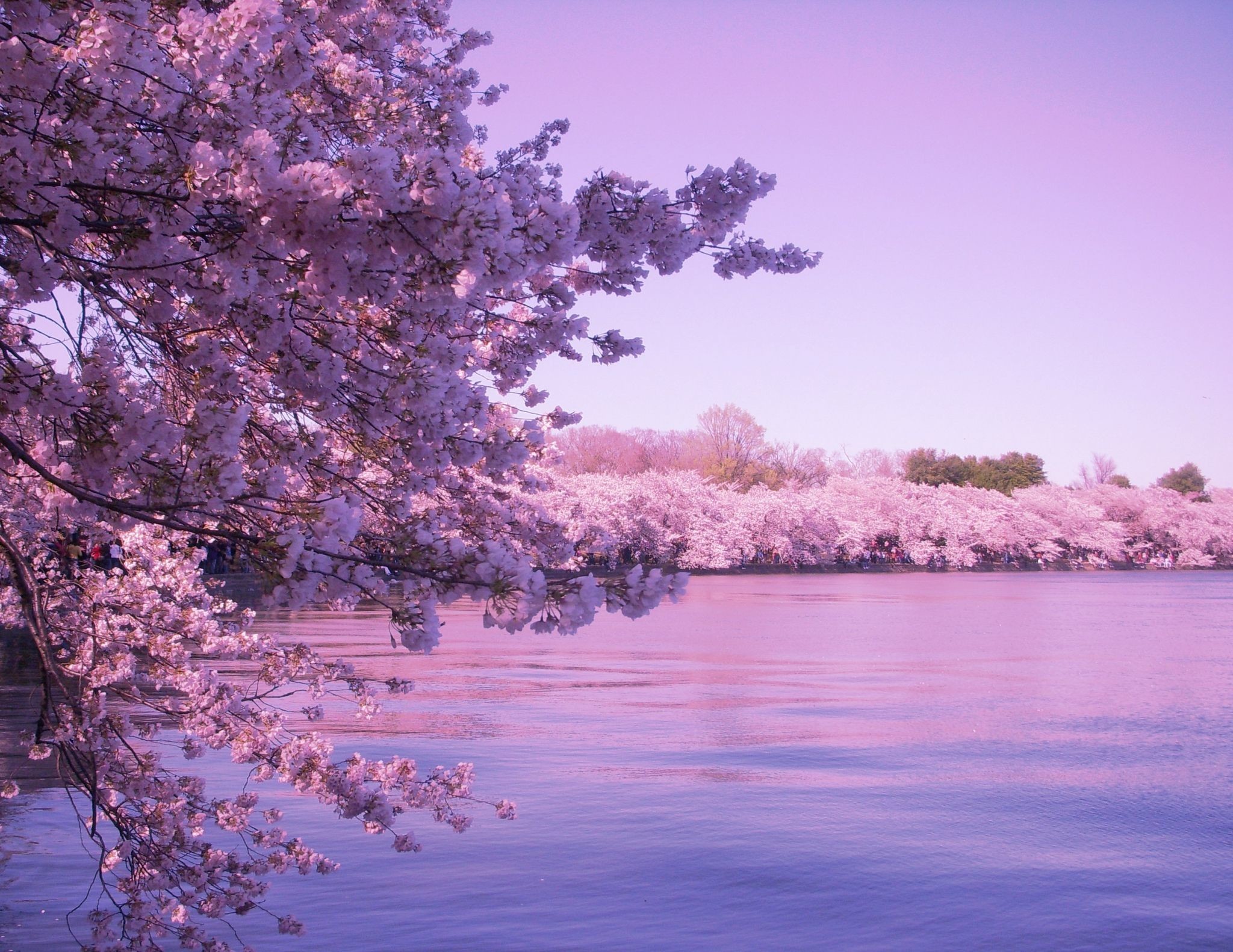 Aesthetic Cherry Blossom Desktop Wallpaper - Kiah Sallee
