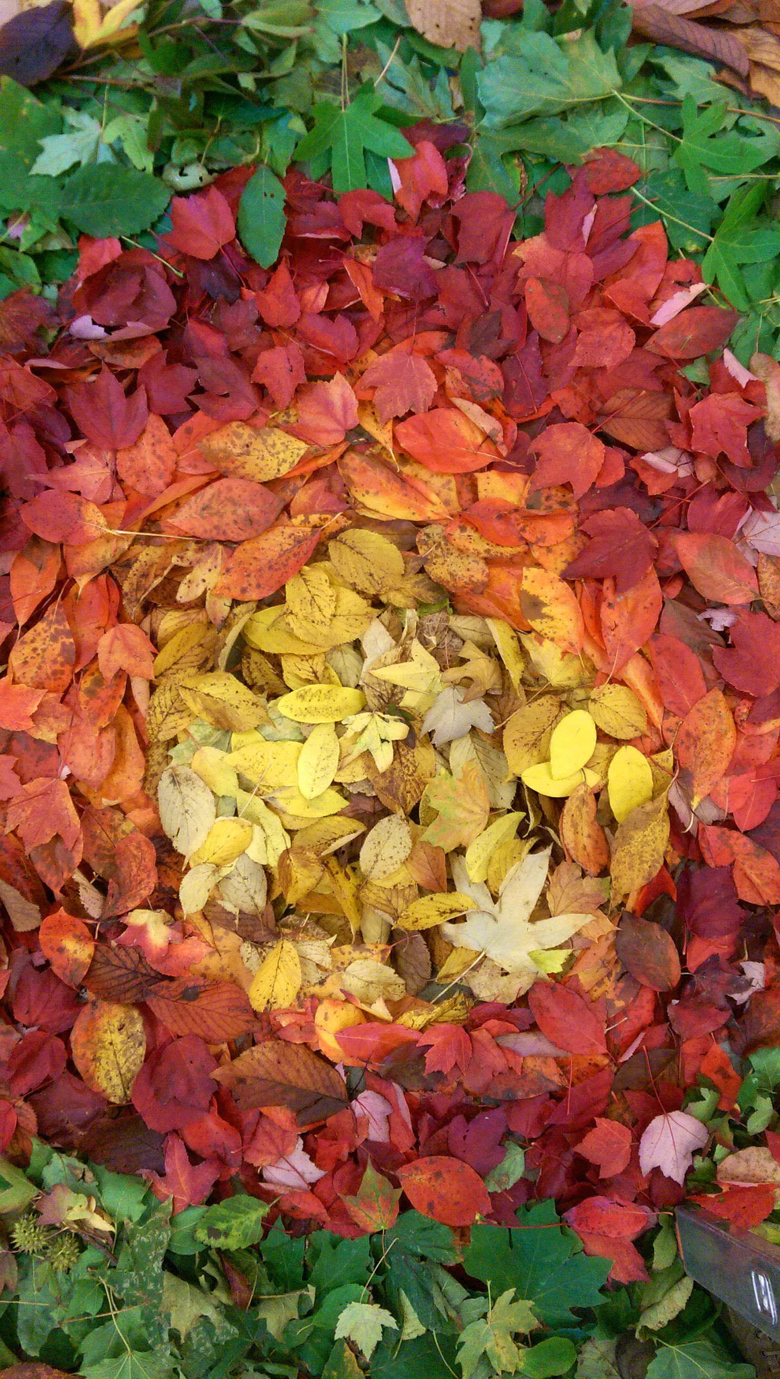 1520x2688 Fall Leaves Wallpaper for Smartphone HTC One (M8)