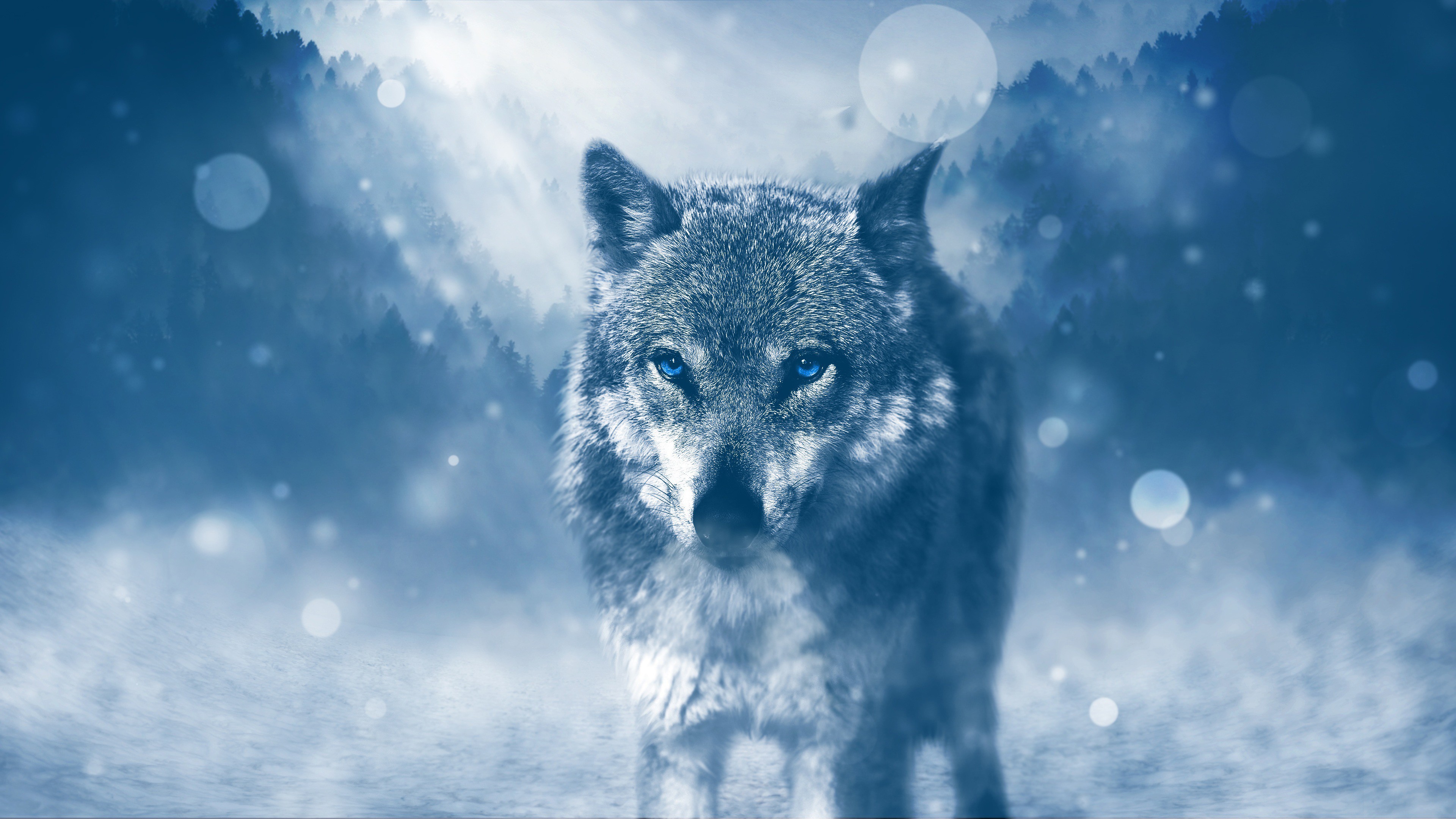 3840x2160 Winter Wolf 4K