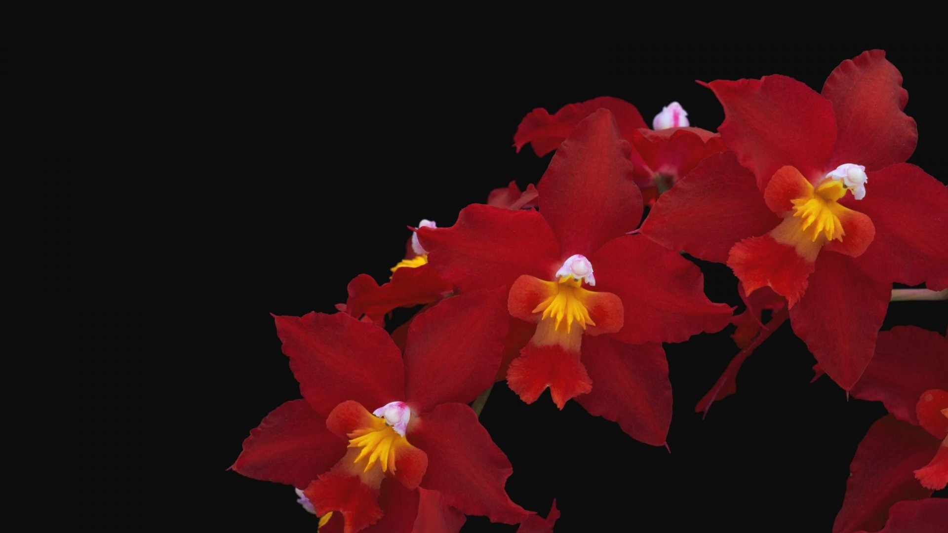 1920x1080  Wallpaper orchid, flower, red, thread, black background