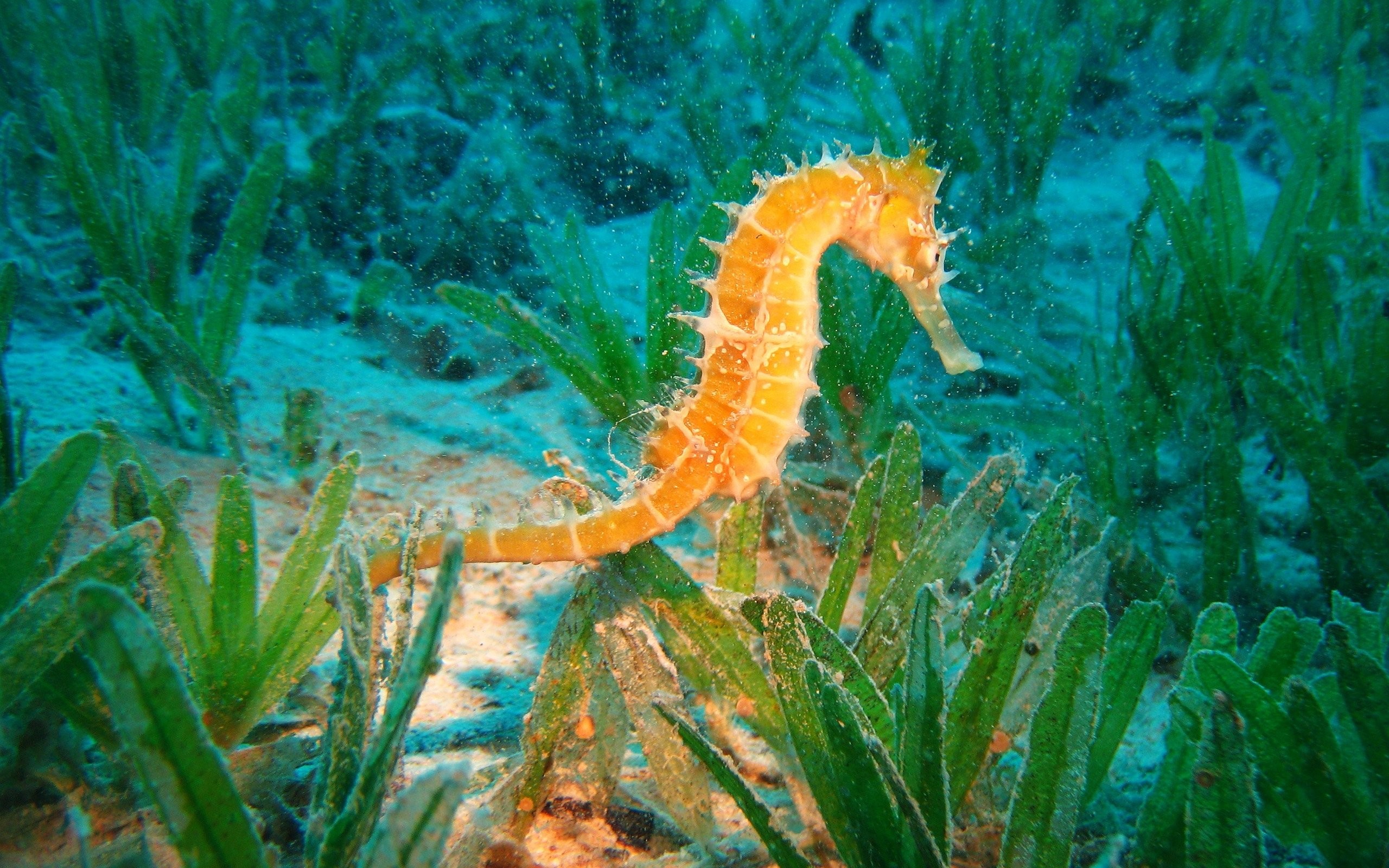 2560x1600 Seahorse In A Dirty Fish Tank