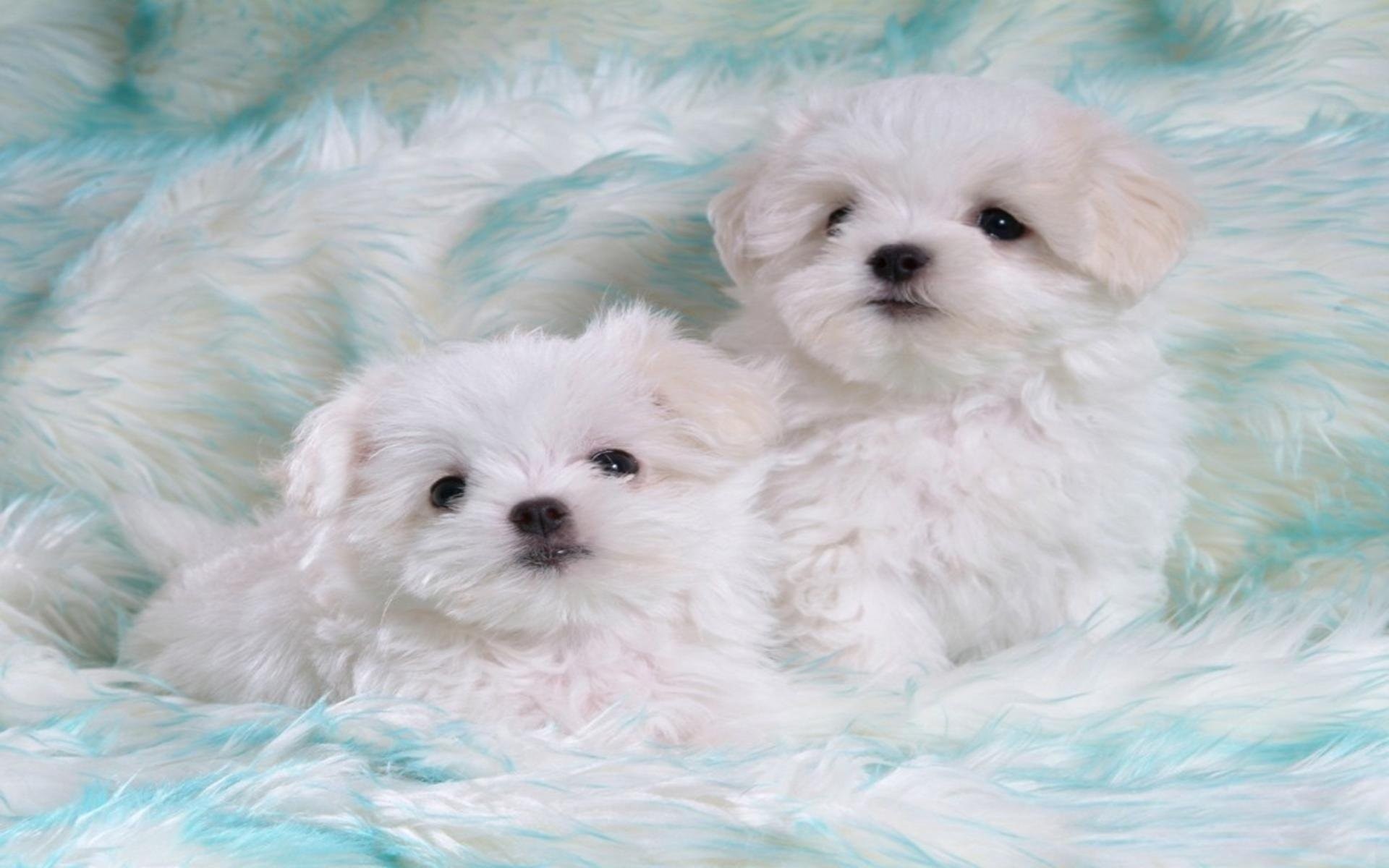 1920x1200 Cute White Puppies 543552