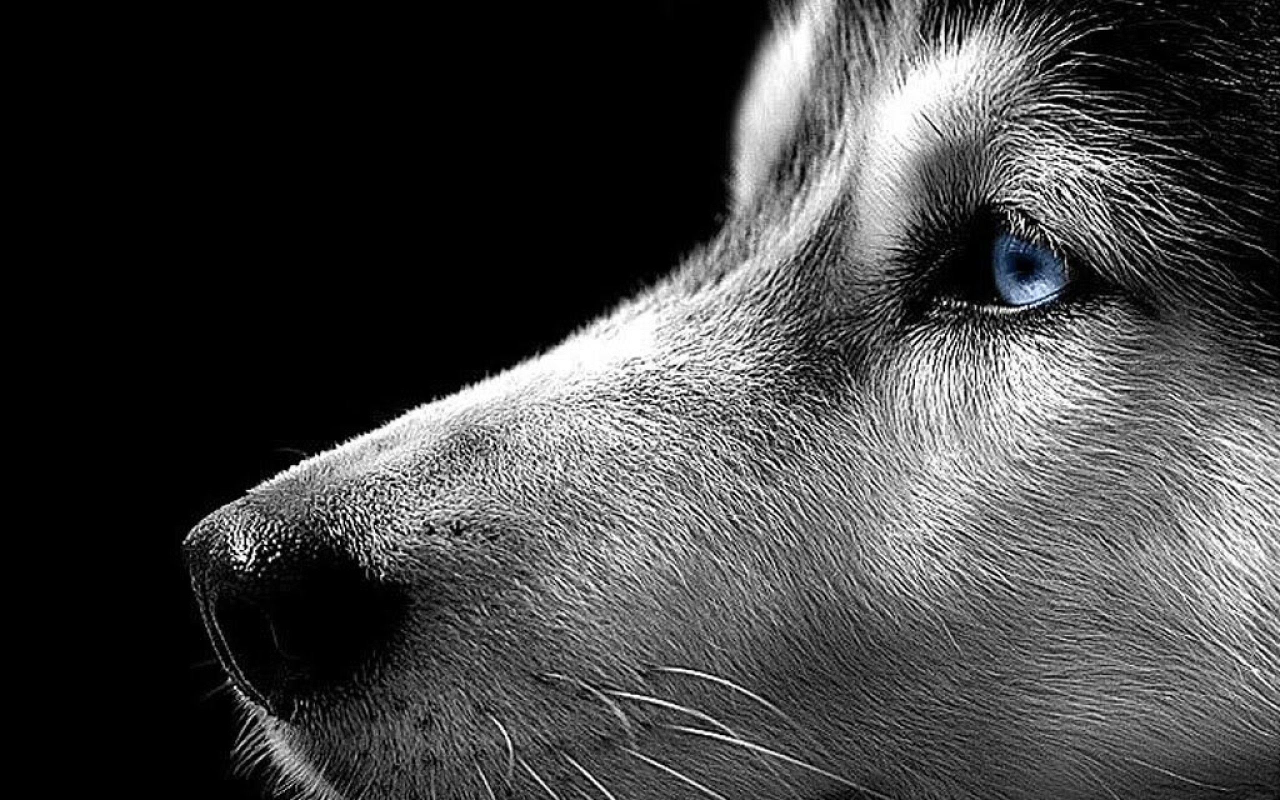 2560x1600 animals backgrounds. Animals dogs puppies husky siberian husky wallpaper  taken from .