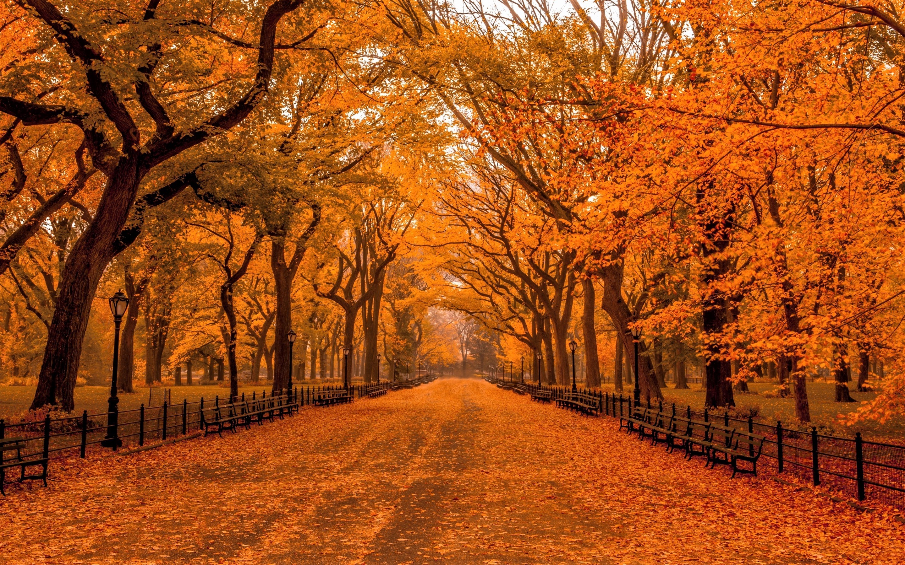 2880x1800 Photography - Park Central Park New York Bench Tree Foliage Orange Wallpaper