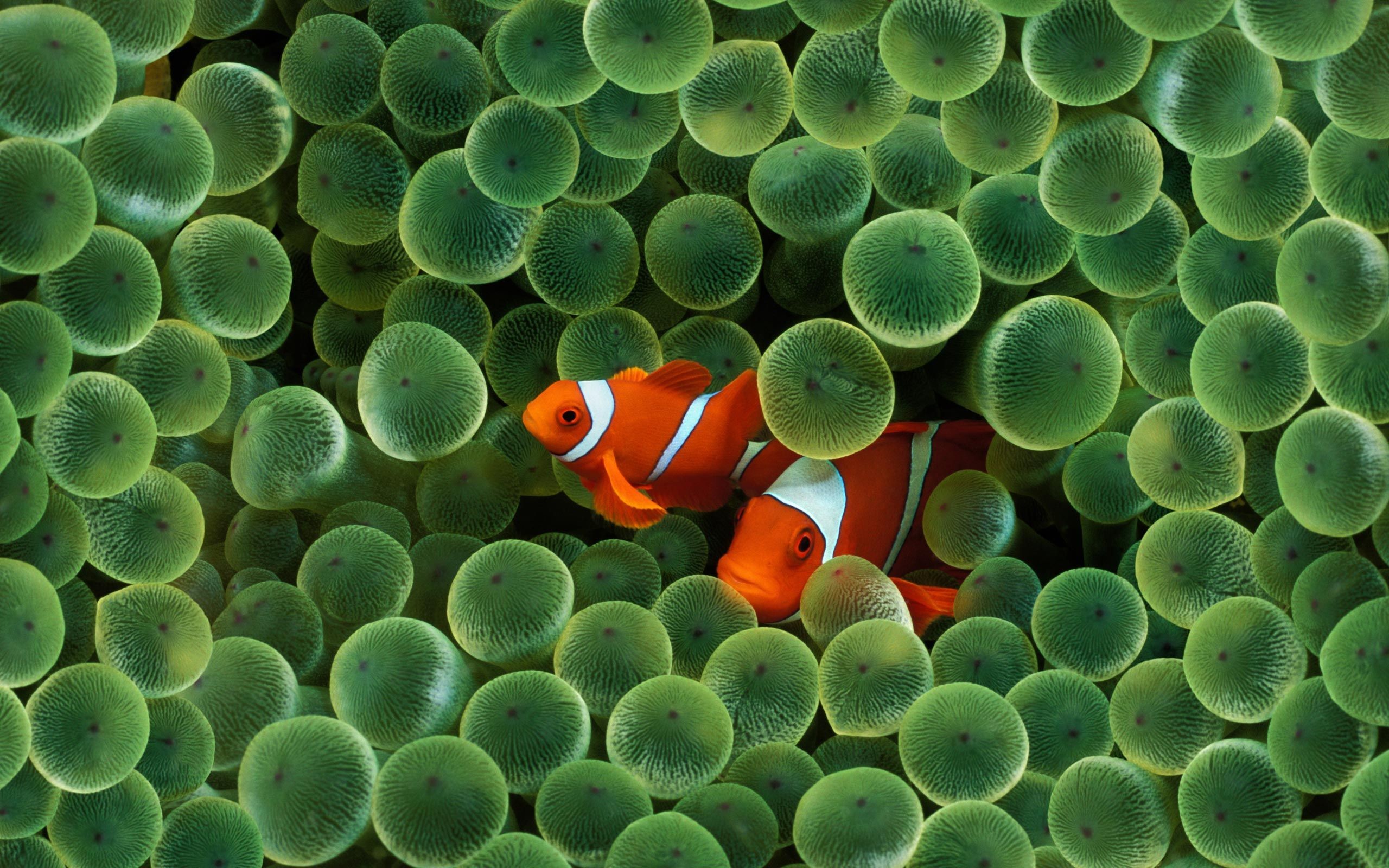 2560x1600 Image Os X