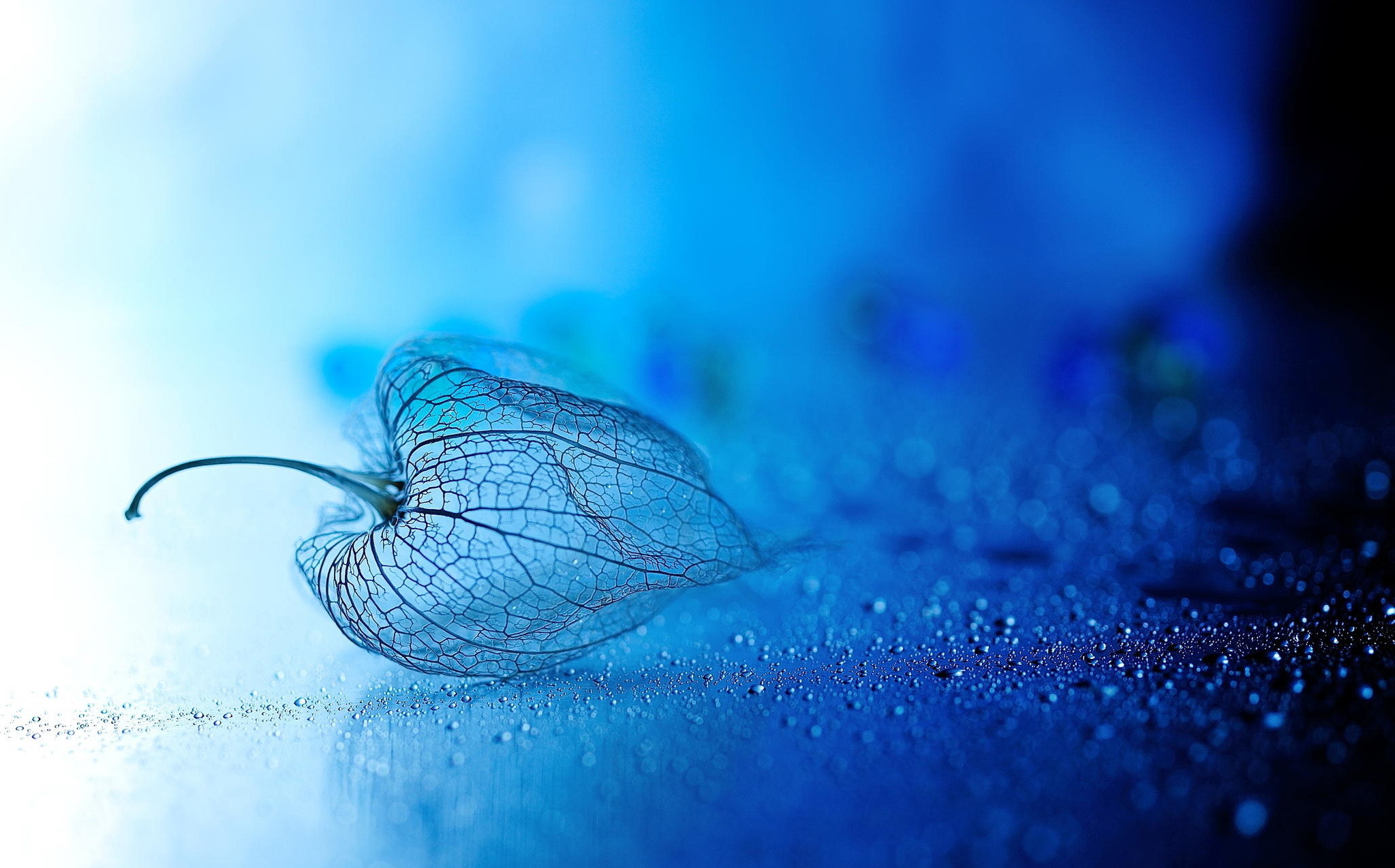 2047x1274 leaf lying on the blue ground high definition, full screen, high resolution  wallpaper