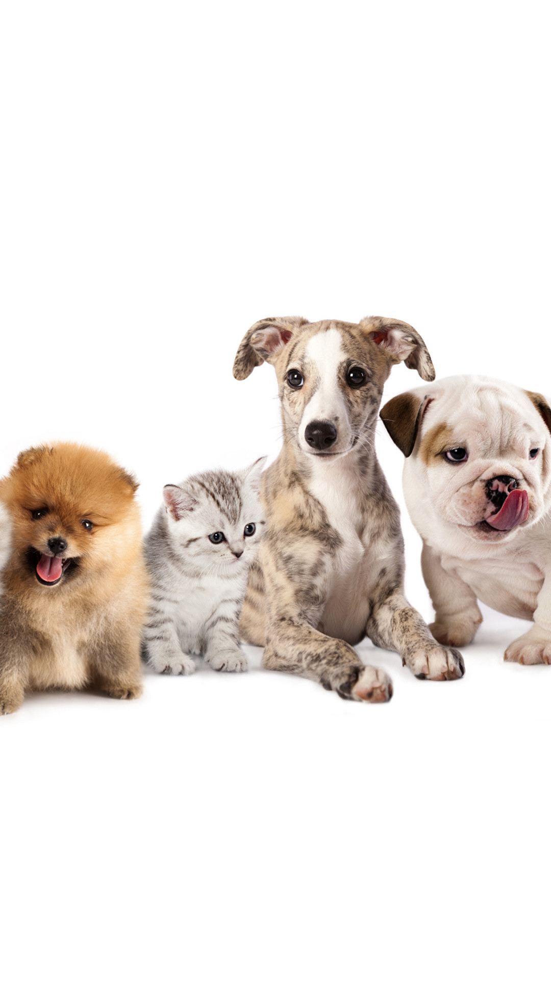 1080x1920 Pet Sitting, Puppy Love, Pembroke Welsh Corgi, Kitten, Companion Dog  Wallpaper in