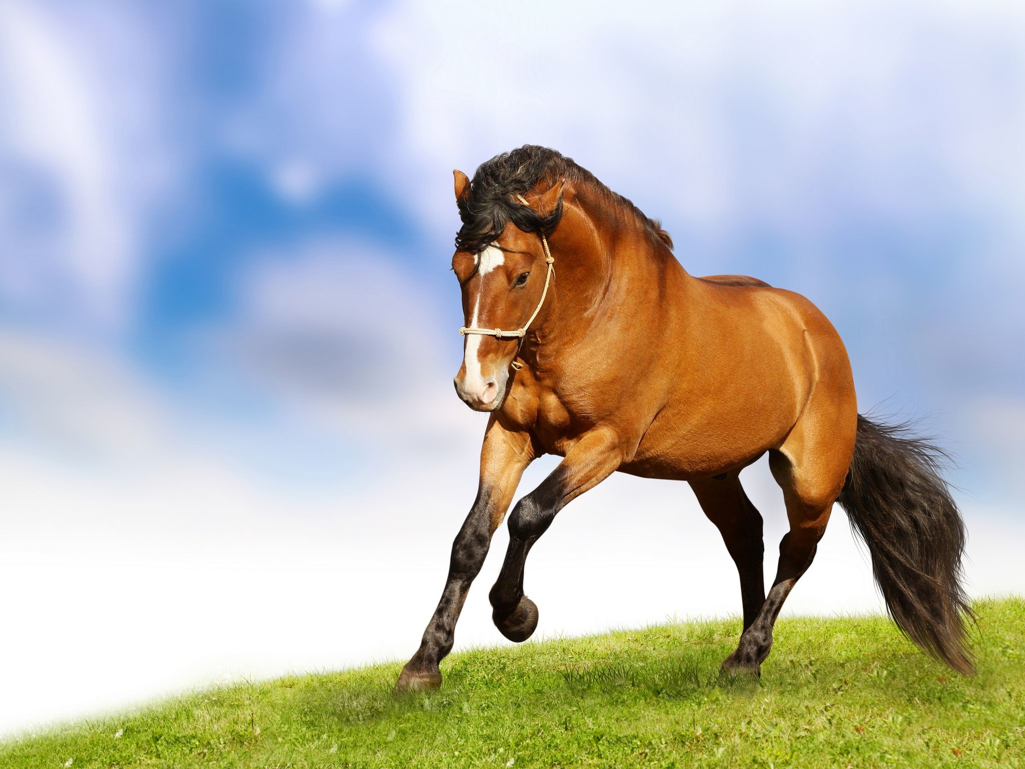 2048x1536 Brown Horse Pictures