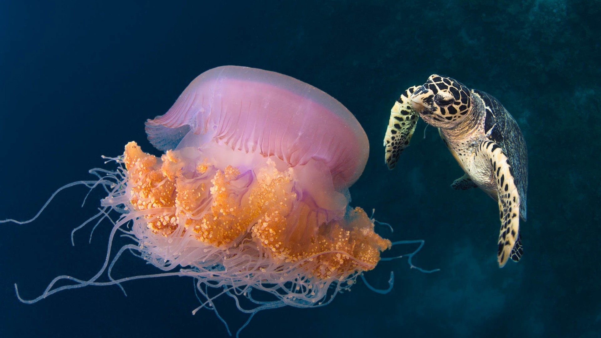 1920x1080 jellyfish and turtle desktop backgrounds hd wallpapers13 com