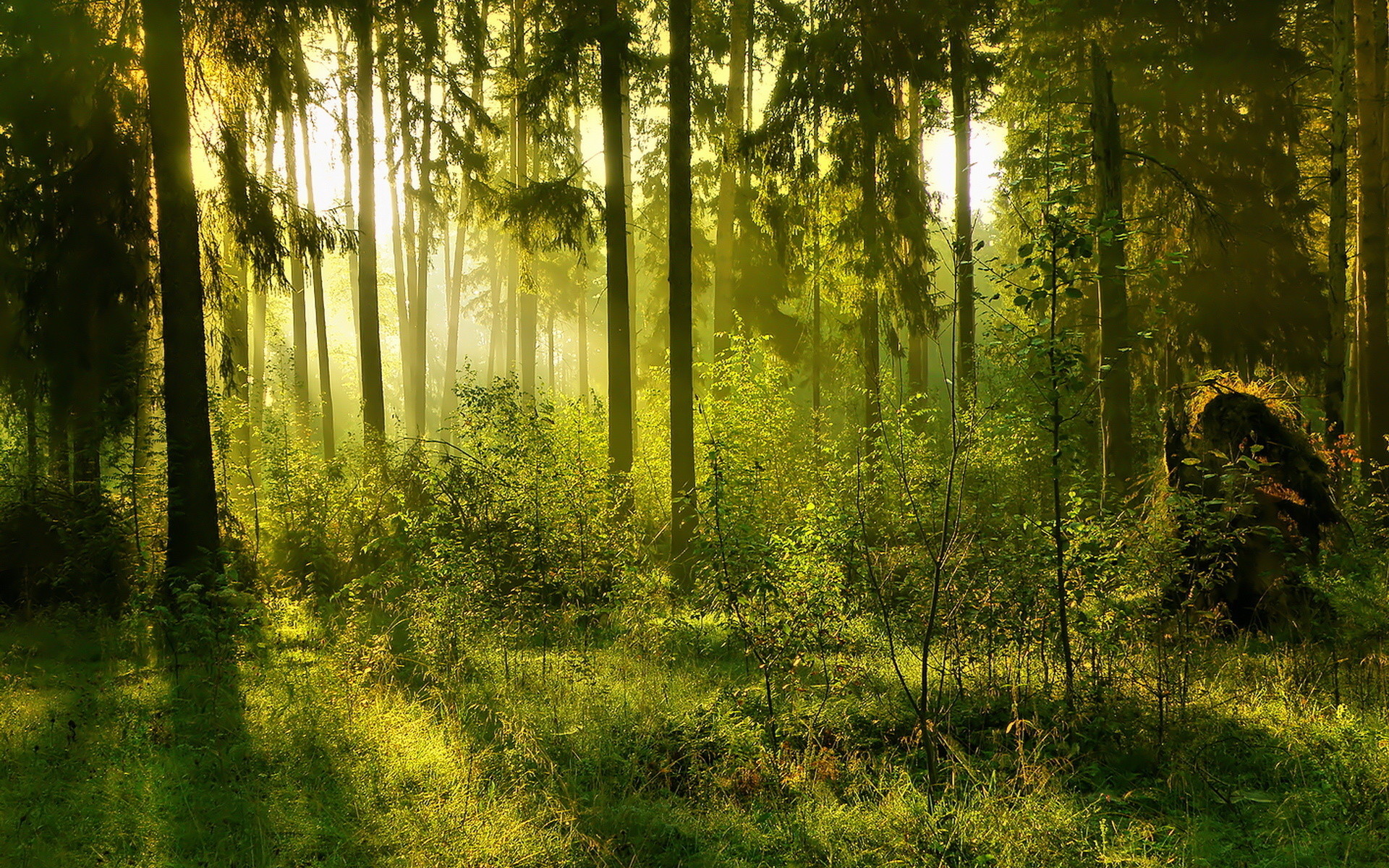 1920x1200  Erde/Natur - Wald Nebel Landschaft Sunlight Wallpaper