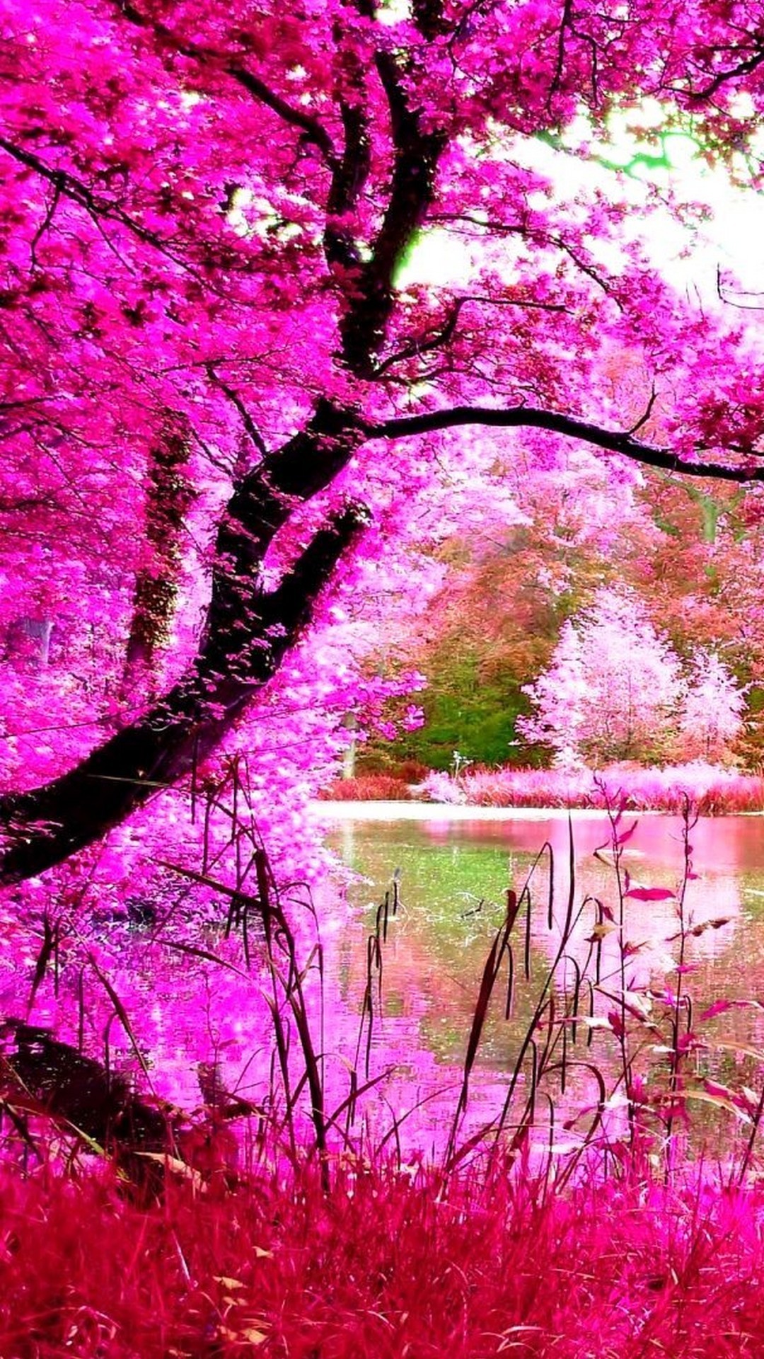 1080x1920 Beautiful Pink Nature iPhone Wallpaper resolution 