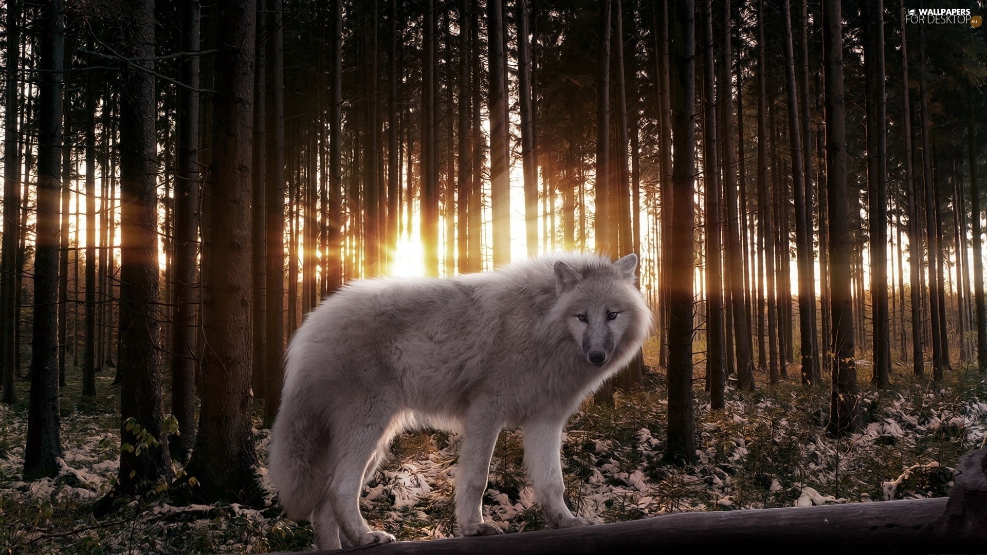 1920x1080 Backgrounds . sun, rays, winter, Wolf, forest