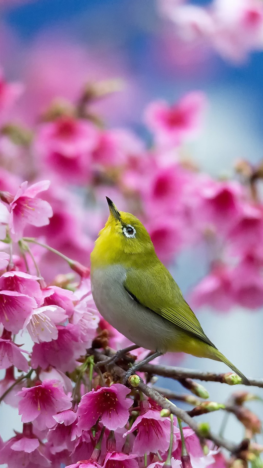 1080x1920 Preview wallpaper spring, cherry, branch, flowers, beauty, japanese  white-eye
