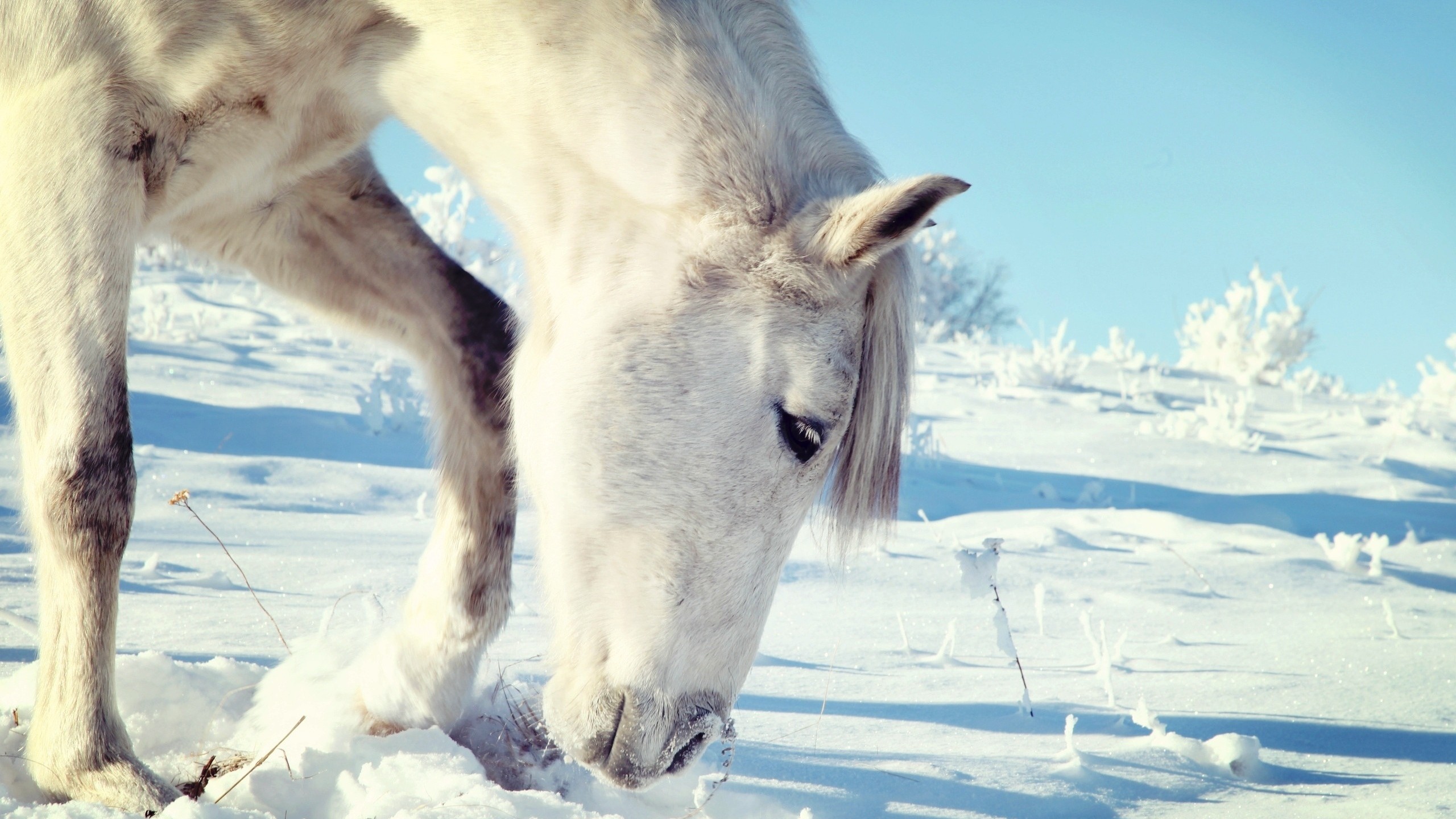 2560x1440  Wallpaper horse, snow, head