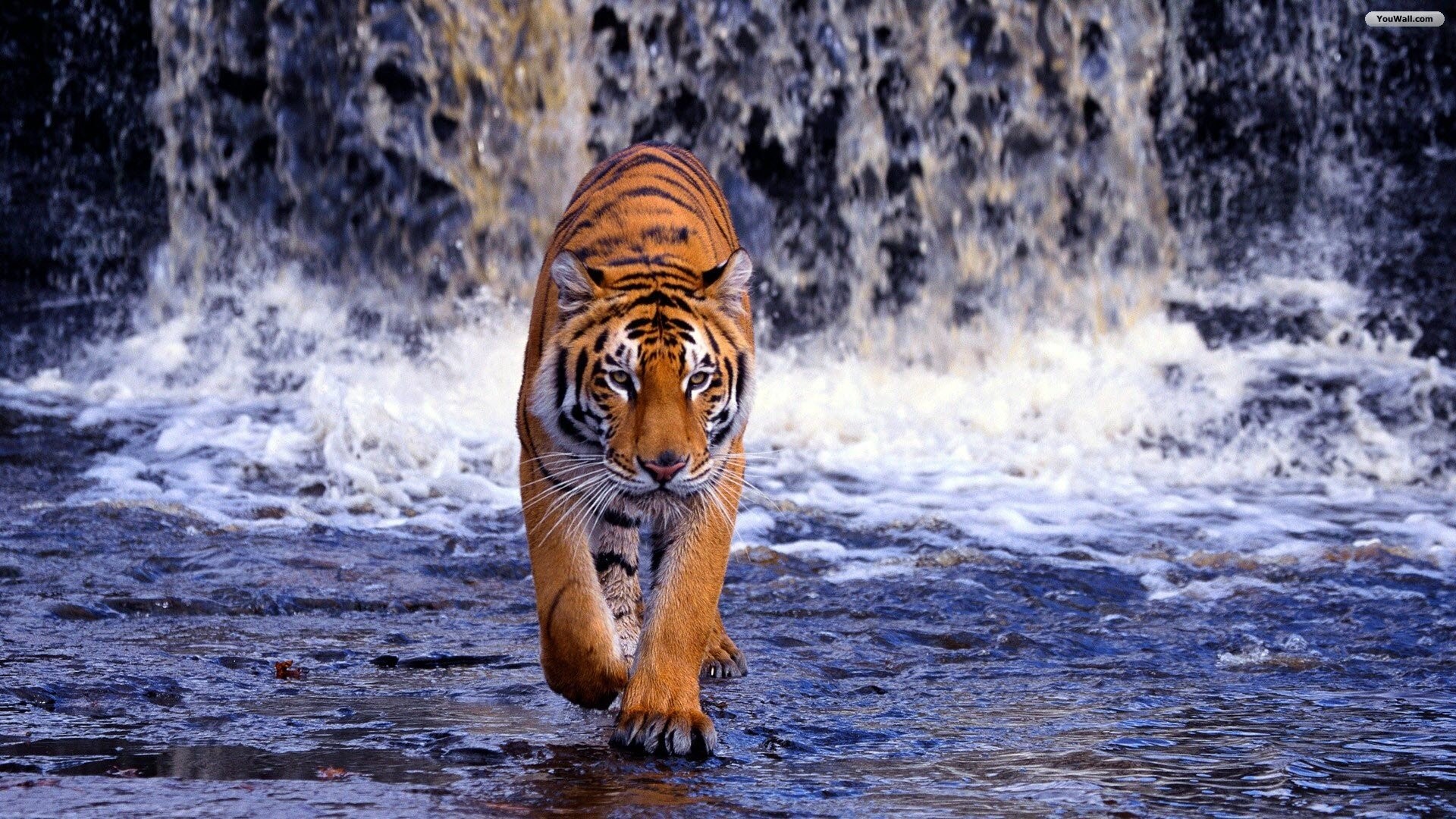 1920x1080 Tiger and Waterfall Wallpaper