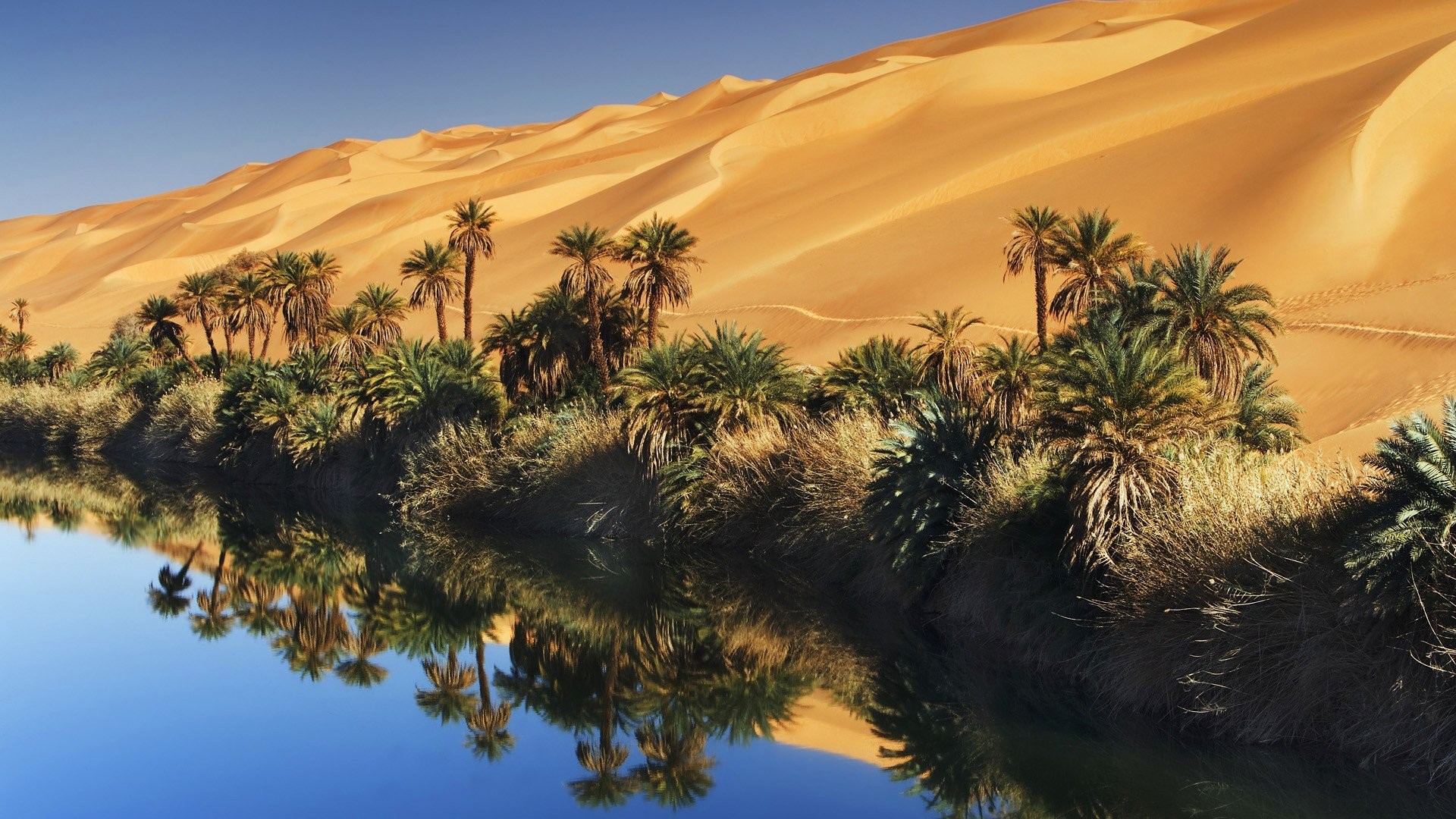 Desert Oasis Wallpaper 57 Images 