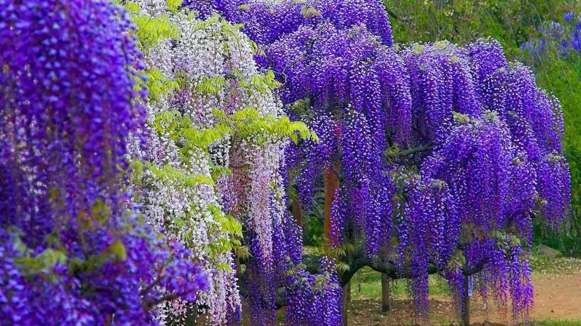 1920x1080 Wallpaper Tags: wisteria garden summer lovely rest park nature nice  beautiful trees colorful beauty