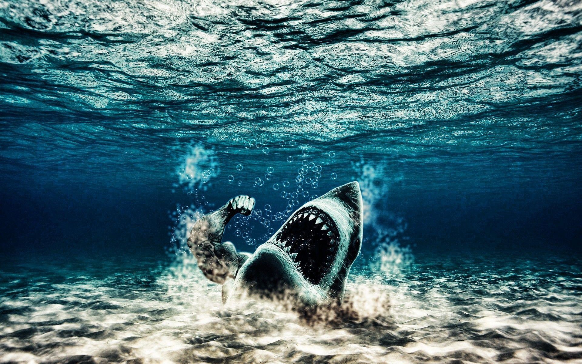 1920x1200 Underwater Wallpaper Iphone Mobiles Shark #2884 Wallpaper | Cool .